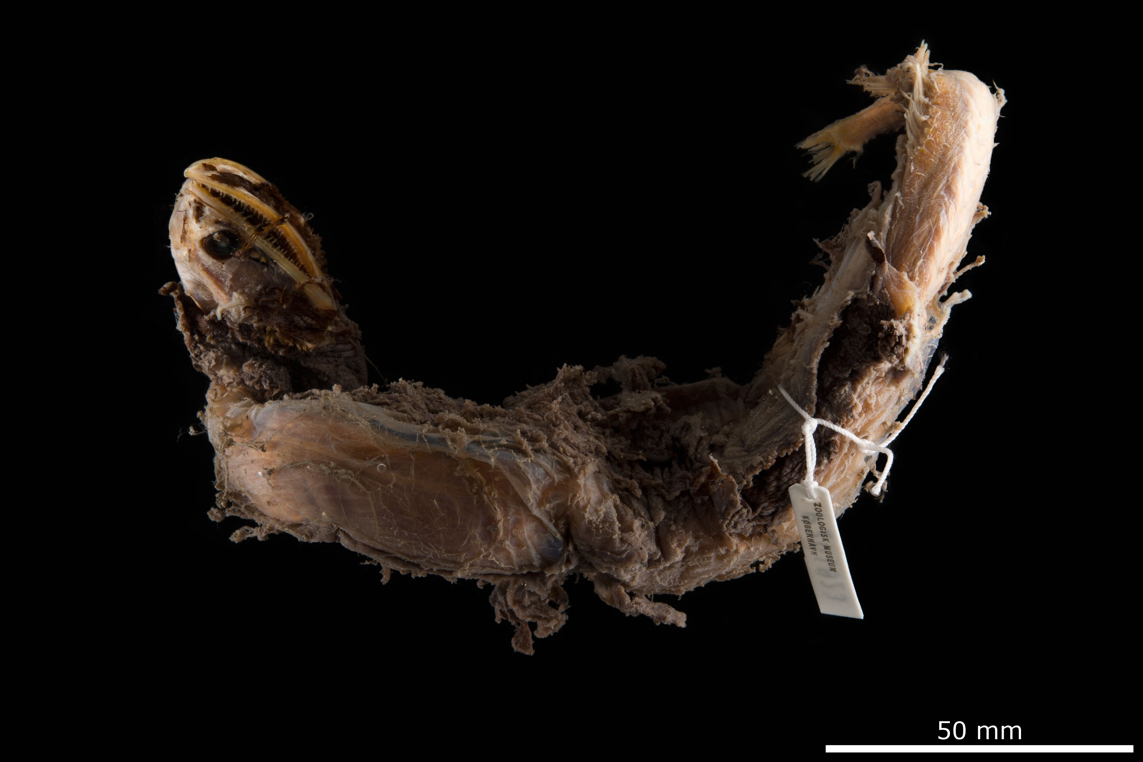 Sooty Dragonfish photo 3