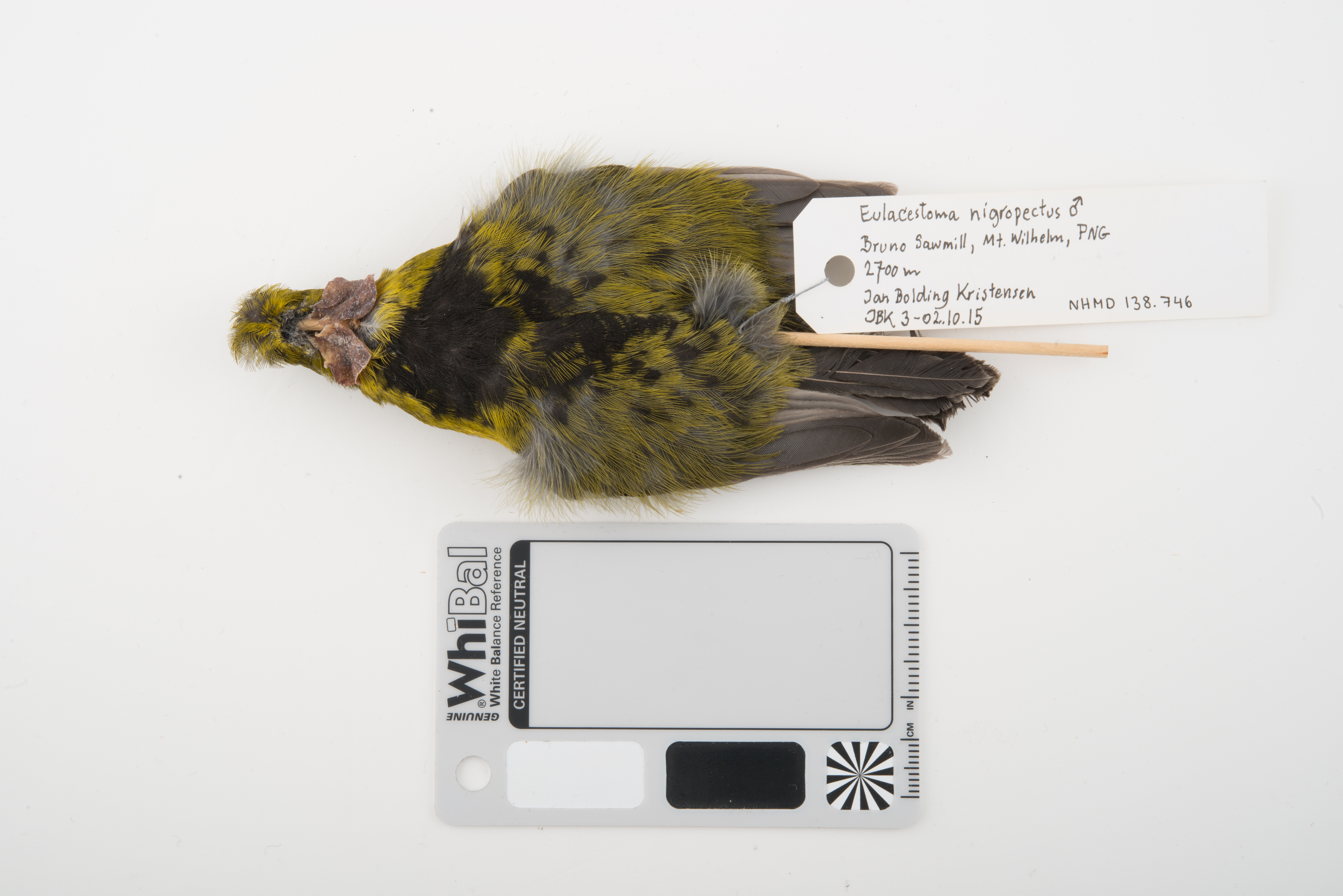 Wattled Ploughbill (Eulacestoma nigropectus), photo 4