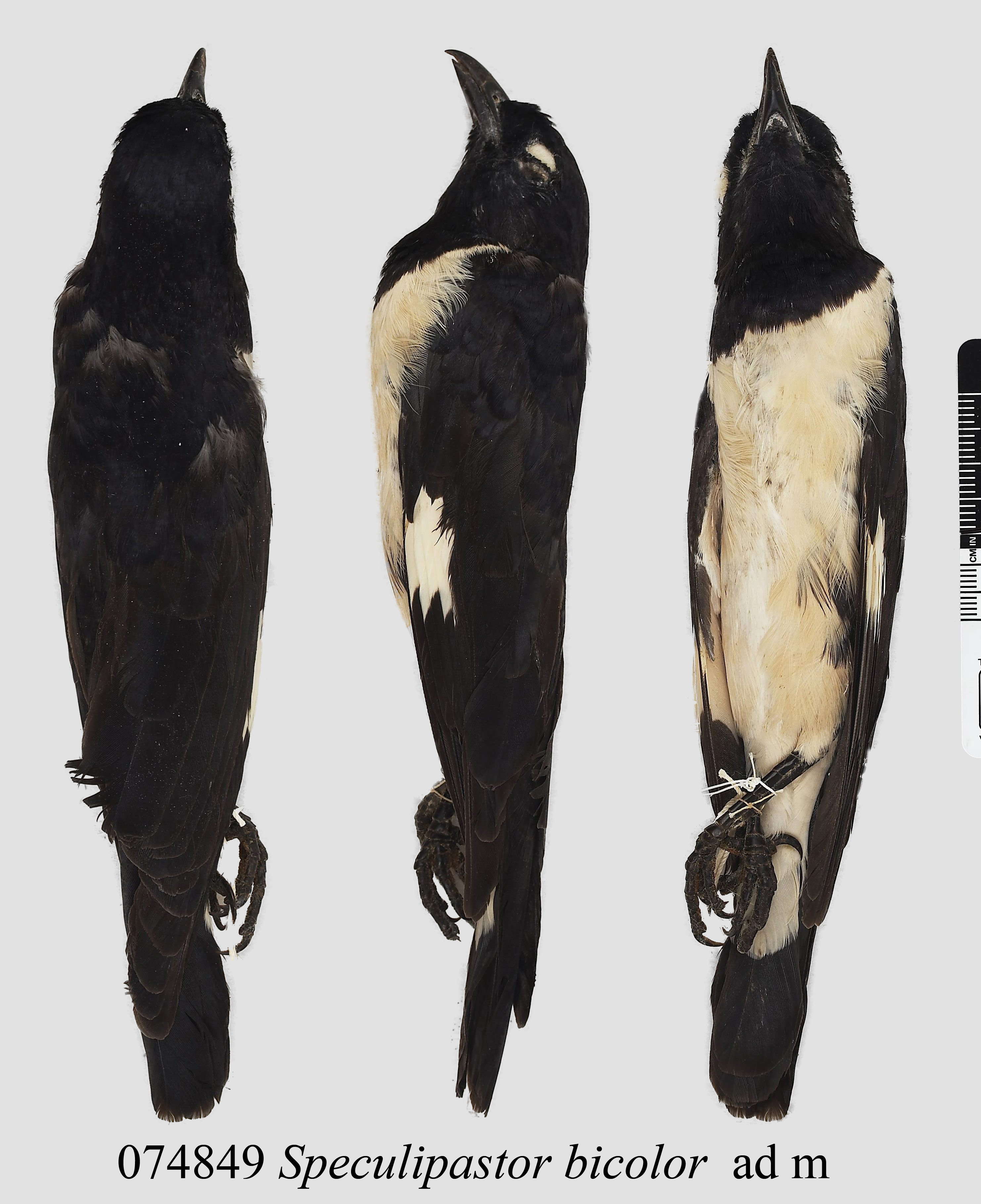 Magpie Starling (Speculipastor bicolor), photo 3