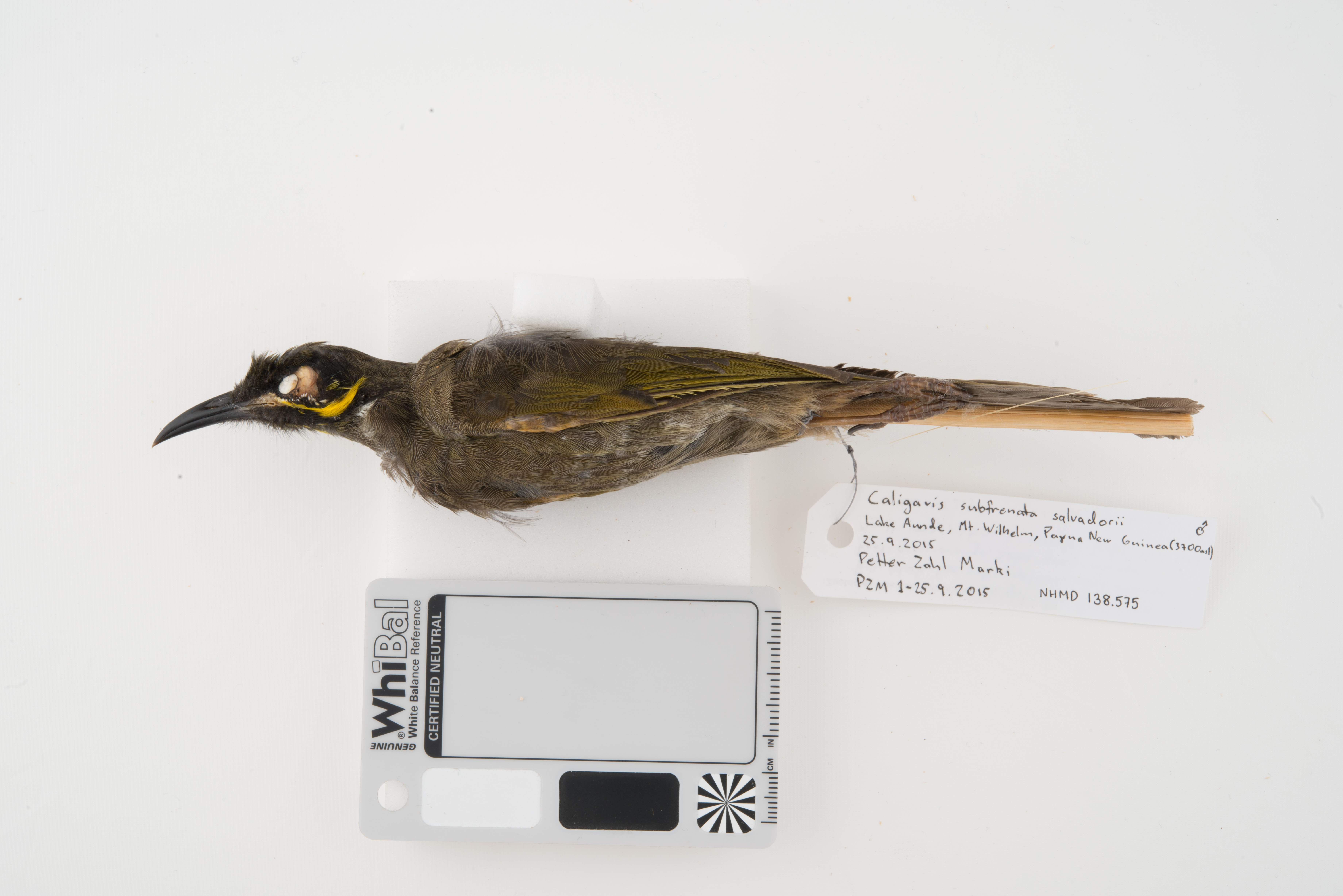 Black-throated Honeyeater (Caligavis subfrenata), photo 4