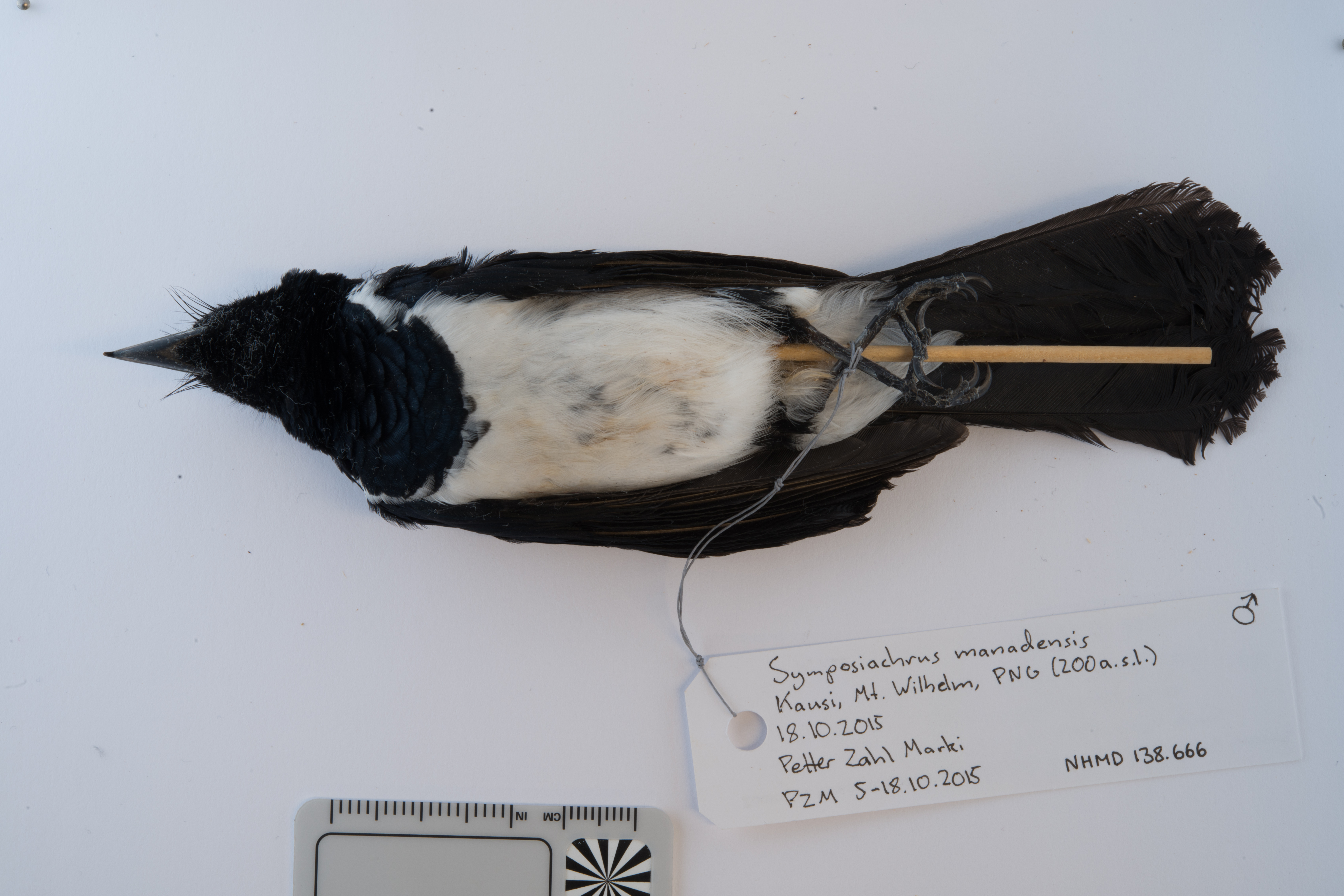 Hooded Monarch (Symposiachrus manadensis), photo 2