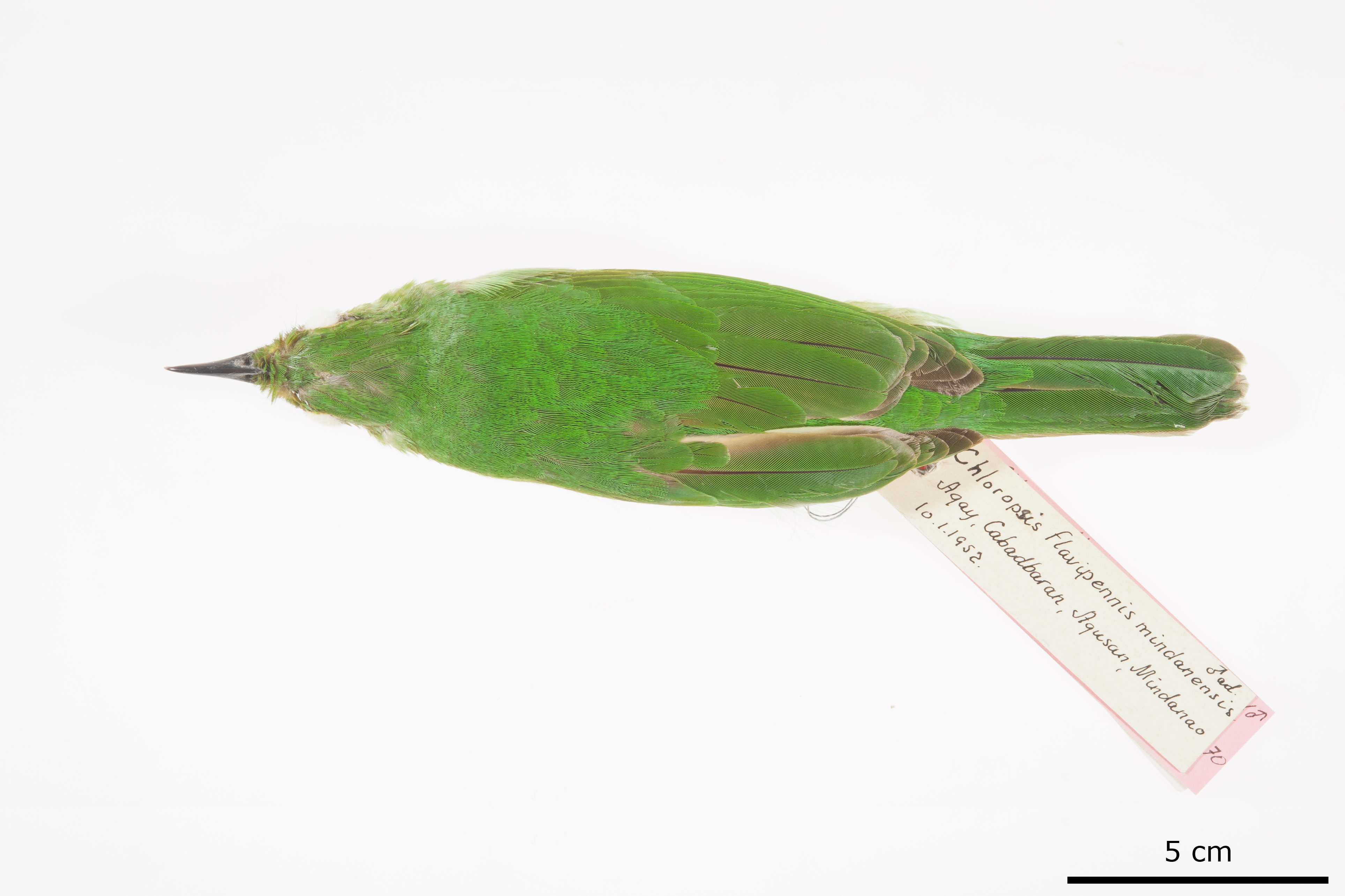 Philippine Leafbird (Chloropsis flavipennis), photo 6
