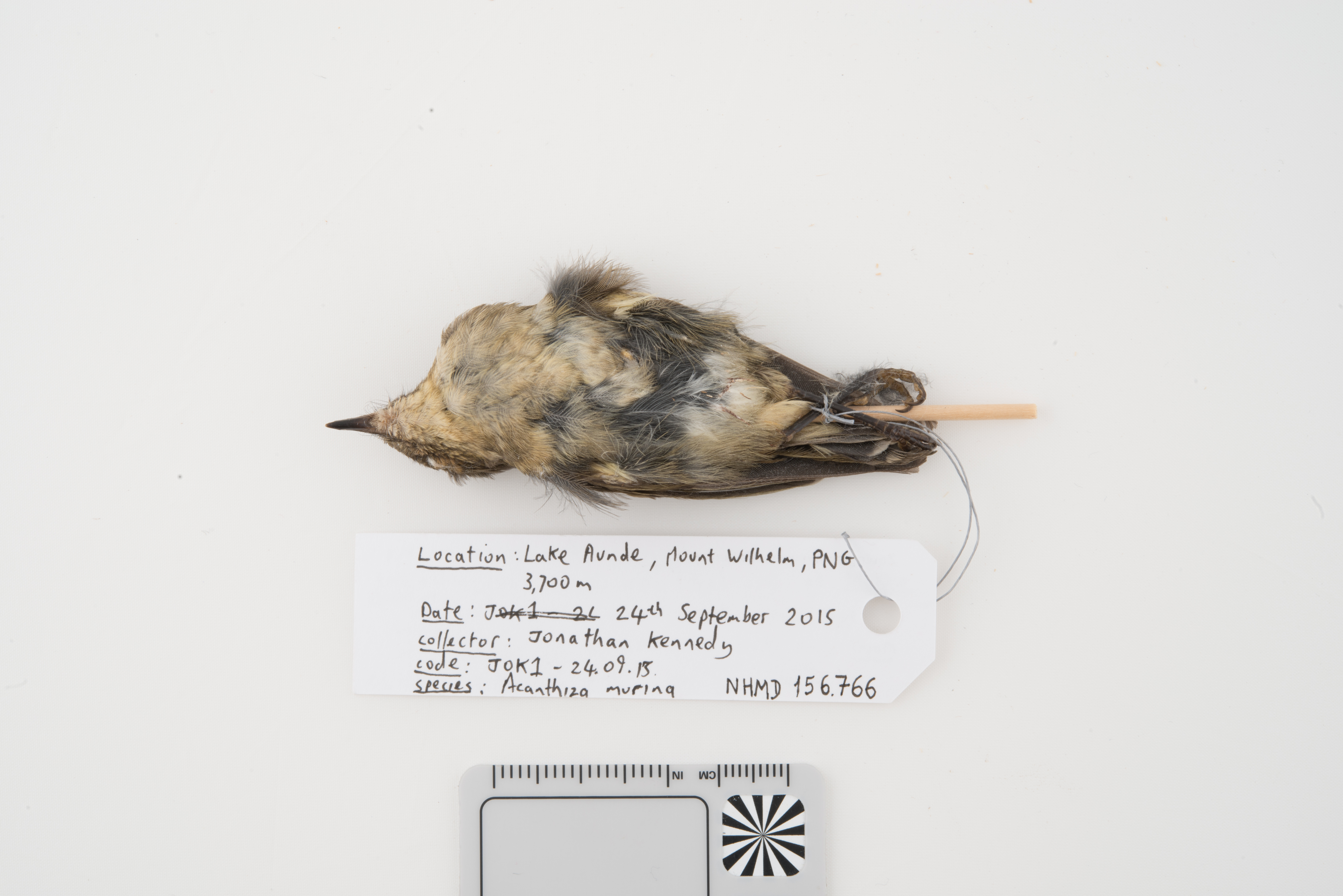 New Guinea Thornbill (Acanthiza murina), photo 3