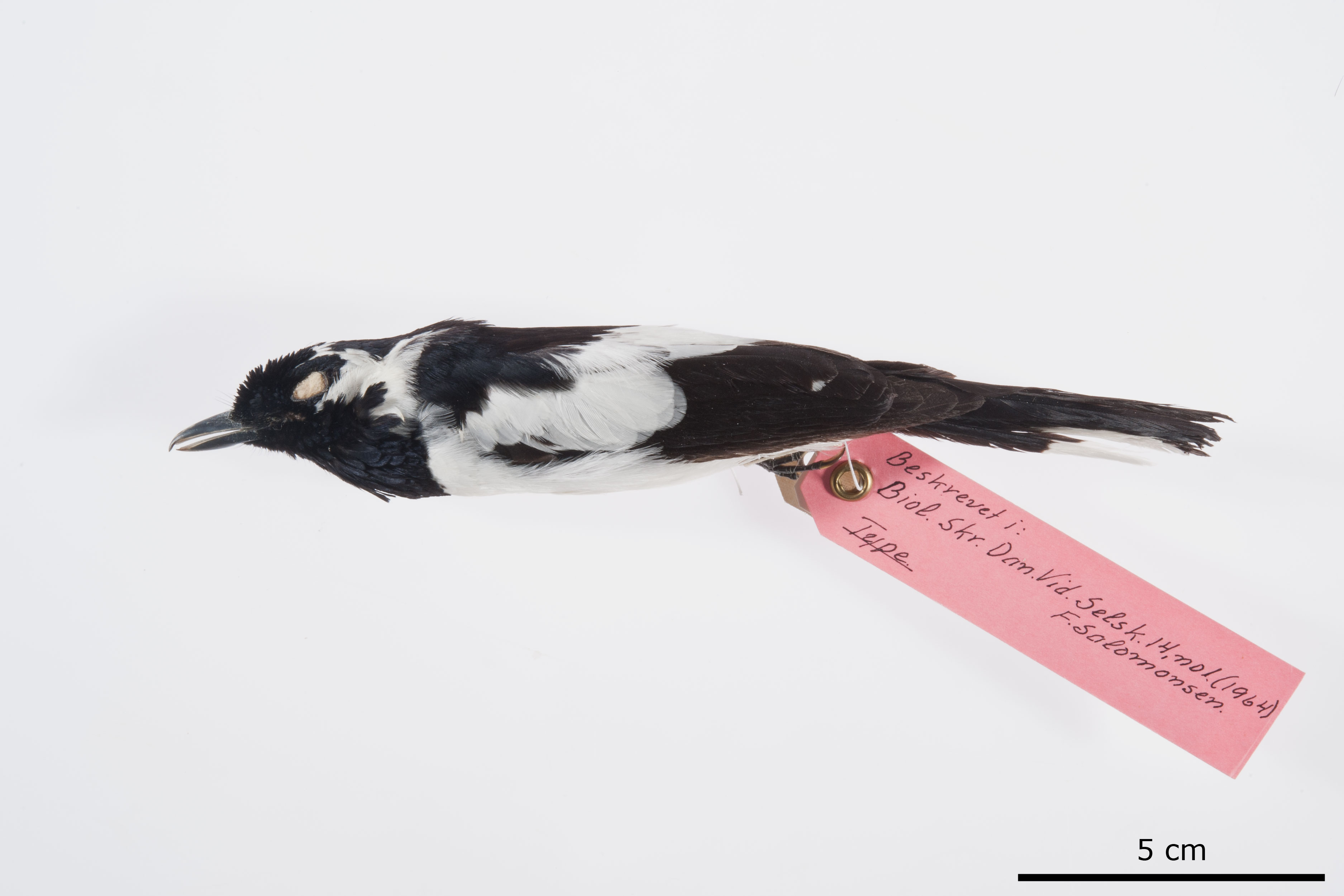 Bismarck Monarch (Symposiachrus verticalis), photo 2