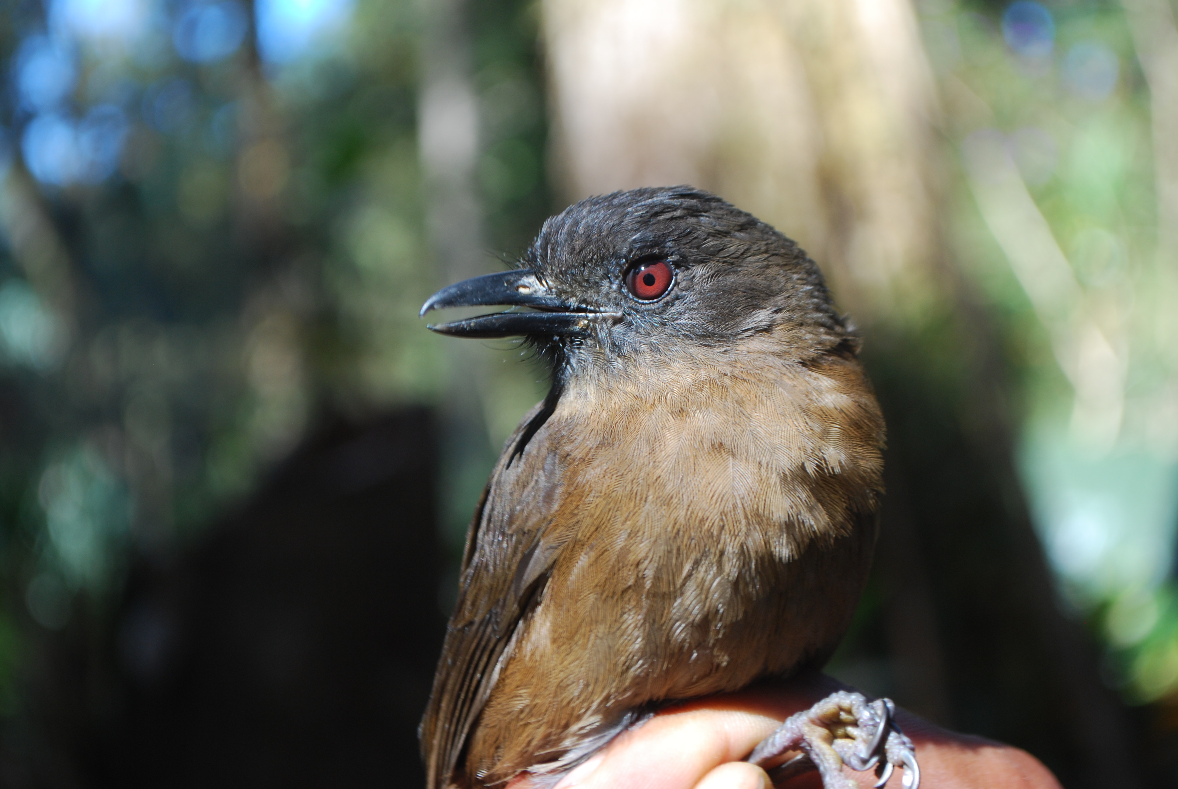 Sooty Shrikethrush (Colluricincla tenebrosa), photo 5