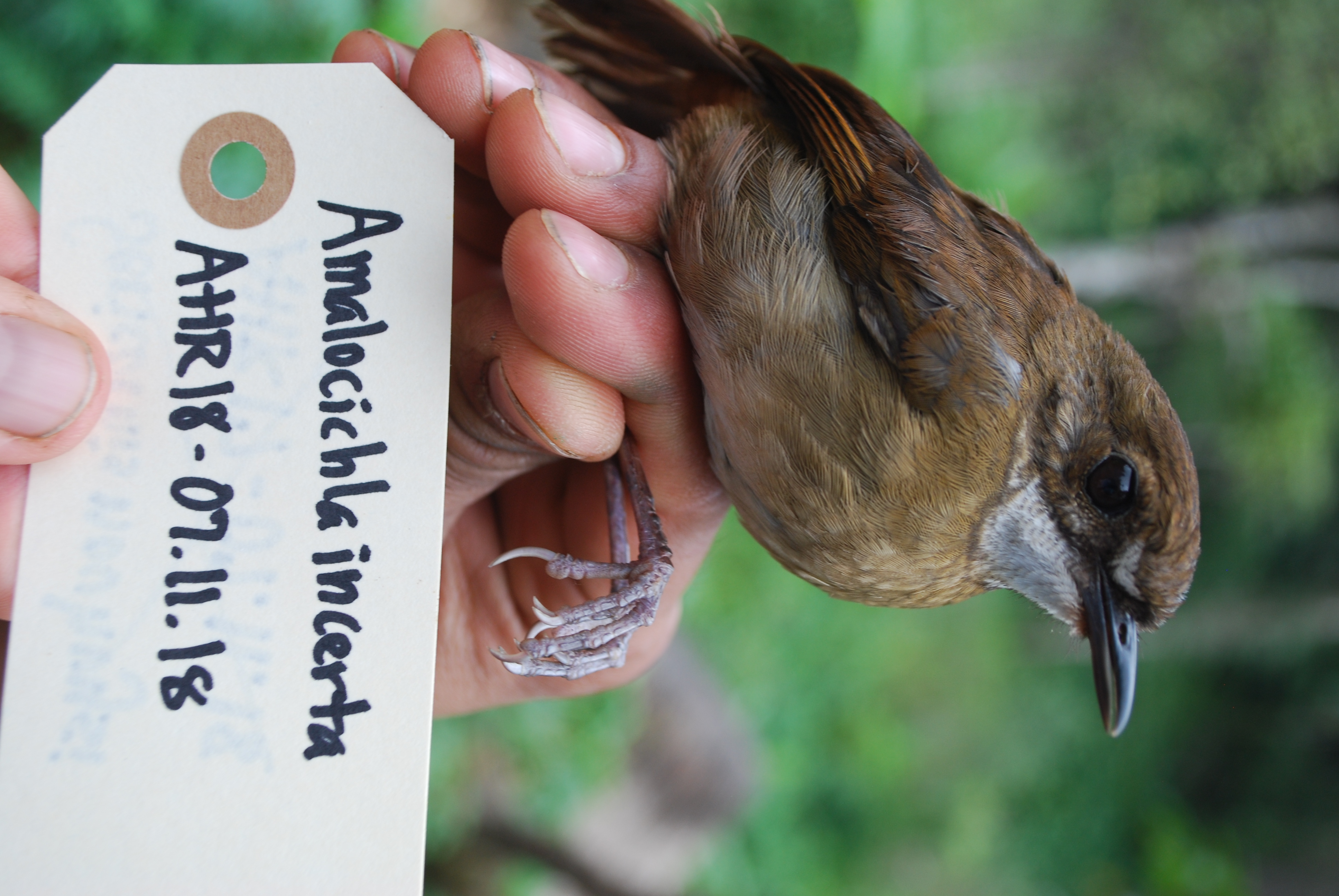 Lesser Ground Robin (Amalocichla incerta), photo 1