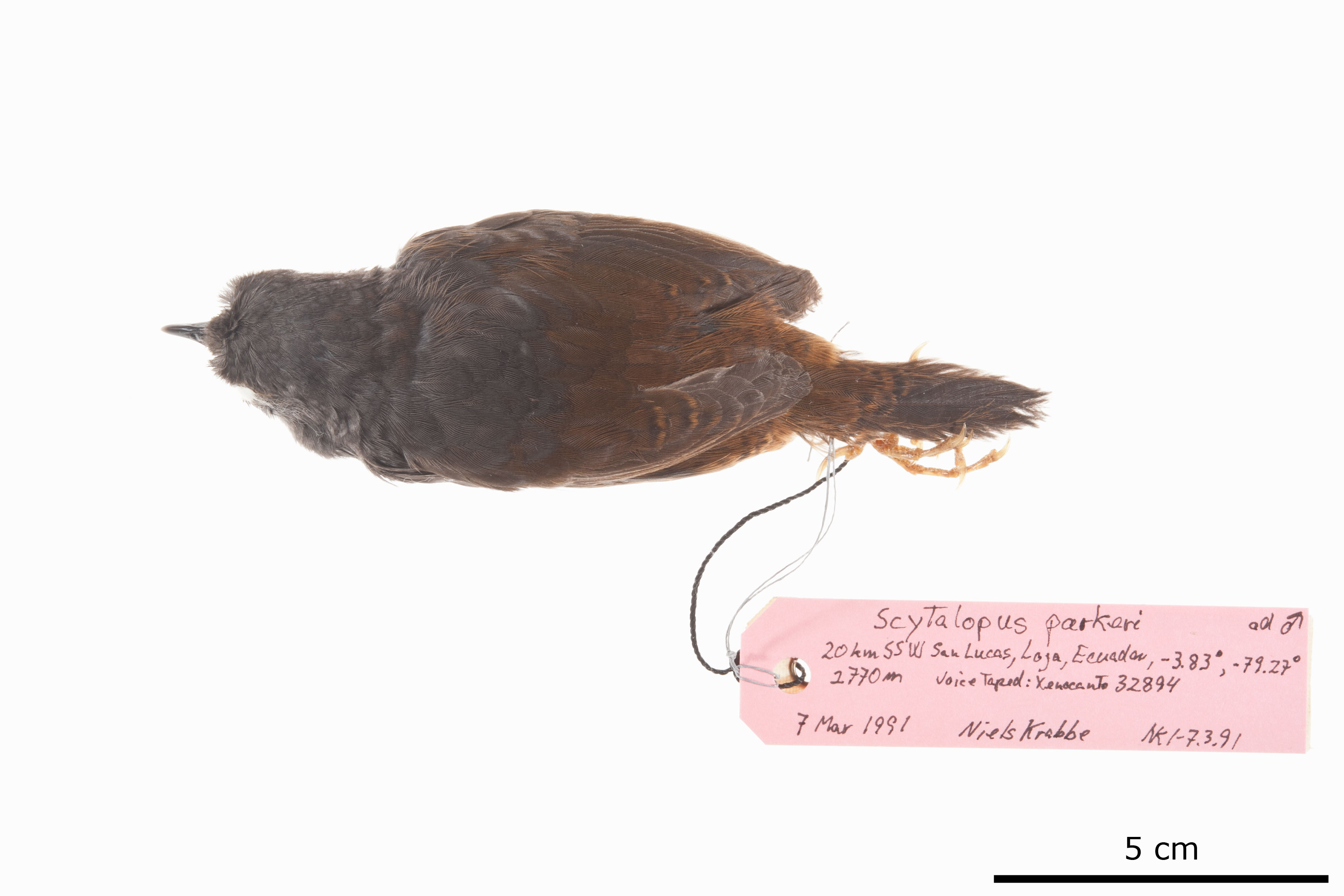 Chusquea Tapaculo (Scytalopus parkeri), photo 5