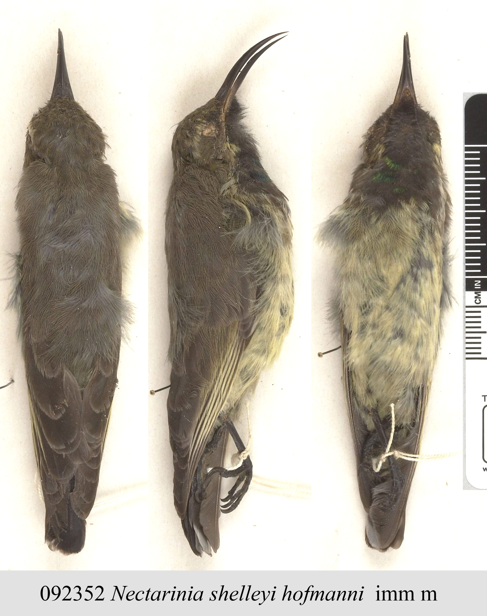 Shelley's Sunbird (Cinnyris shelleyi), photo 7