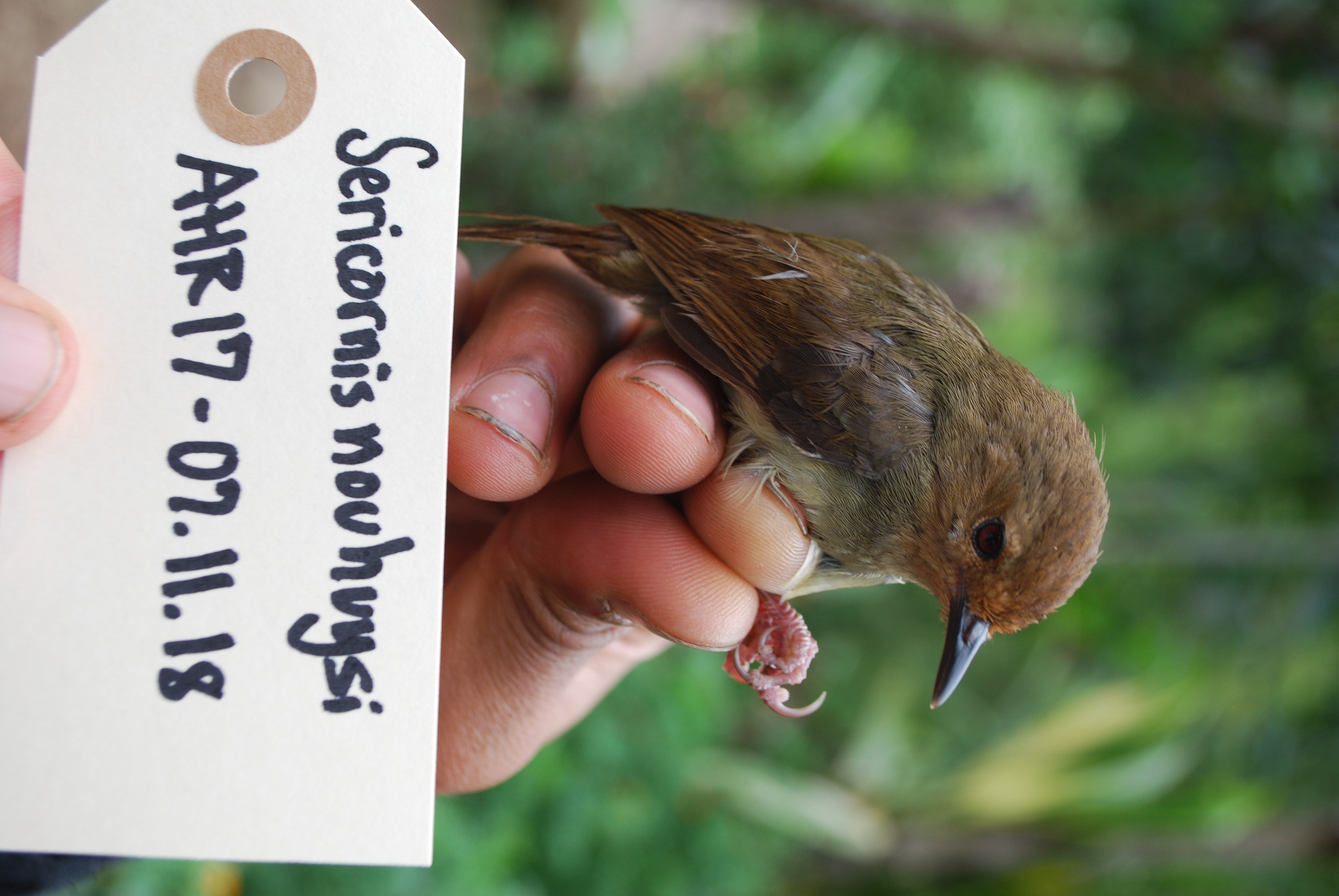 Large Scrubwren (Sericornis nouhuysi), photo 6