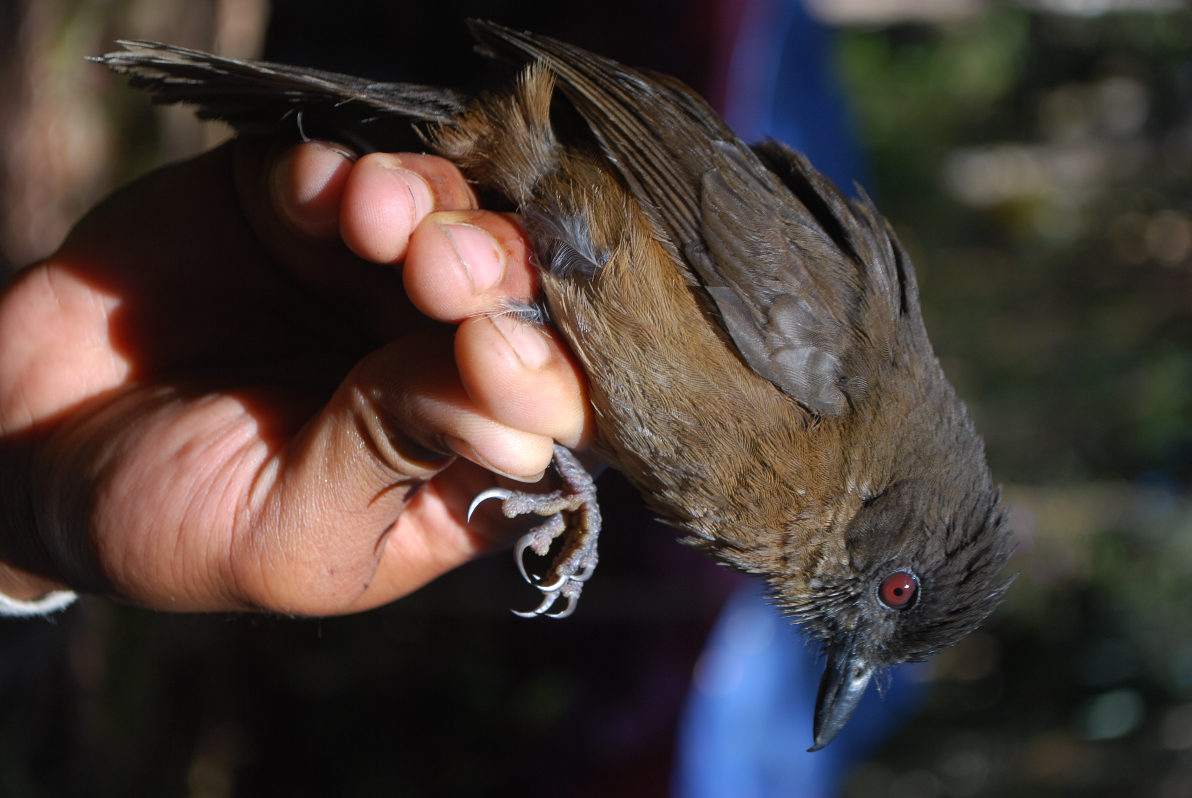 Sooty Shrikethrush (Colluricincla tenebrosa), photo 3