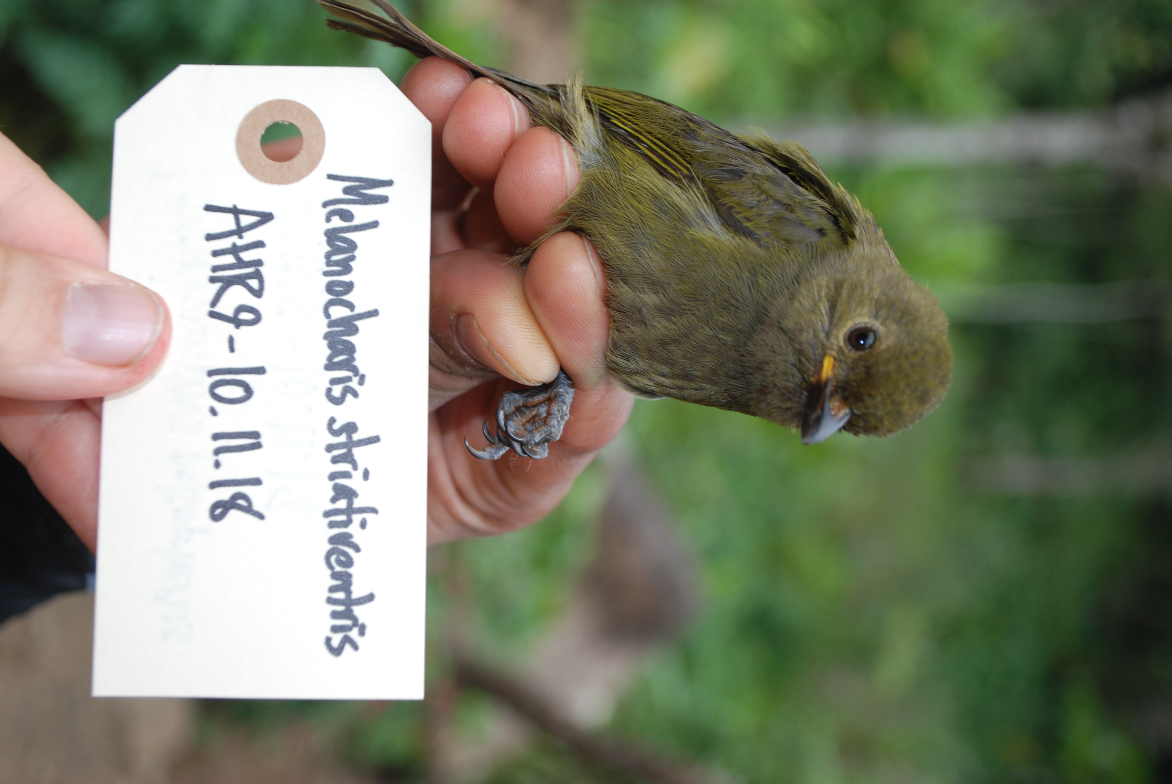 Streaked Berrypecker (Melanocharis striativentris), photo 4
