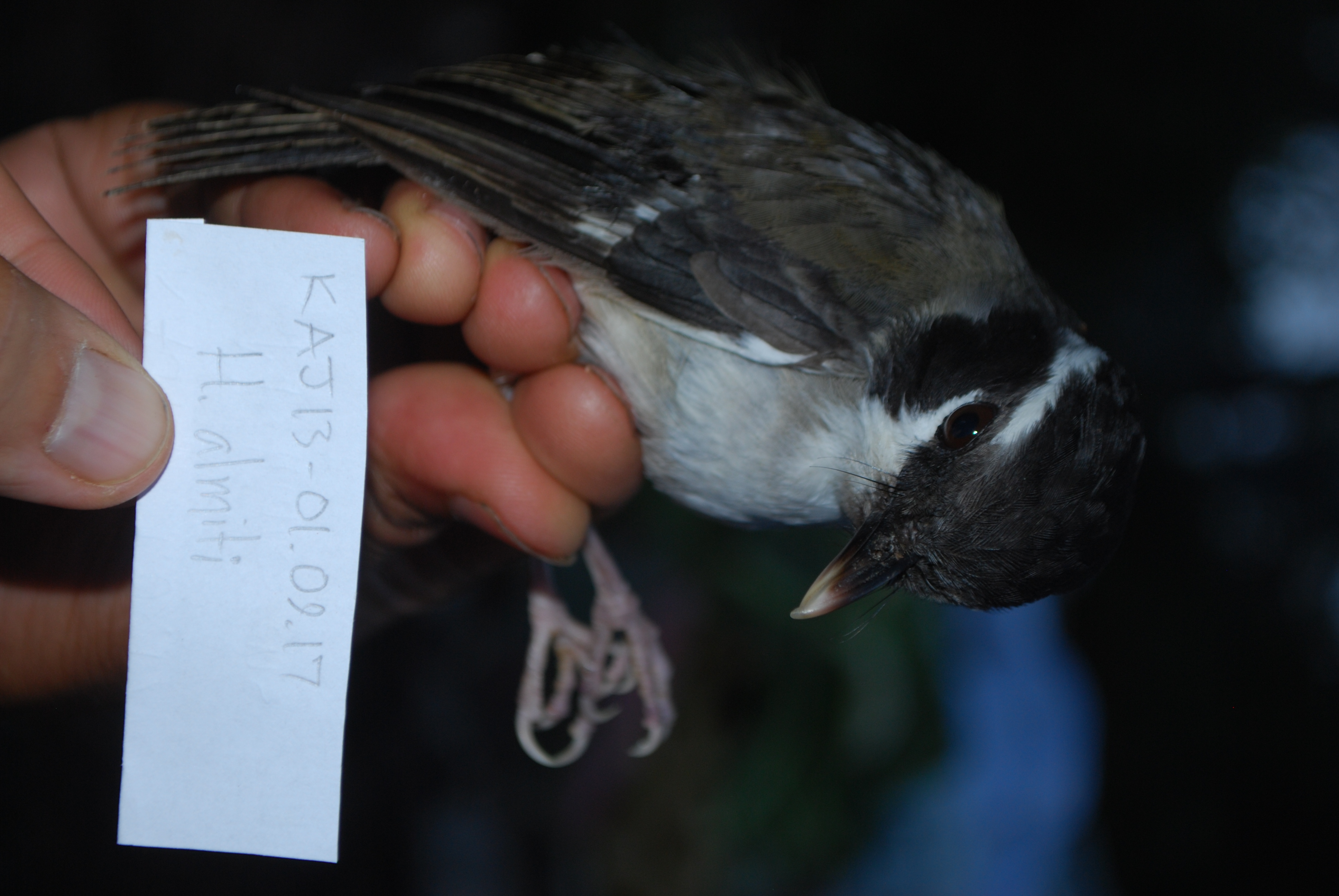 Ashy Robin (Heteromyias albispecularis), photo 5