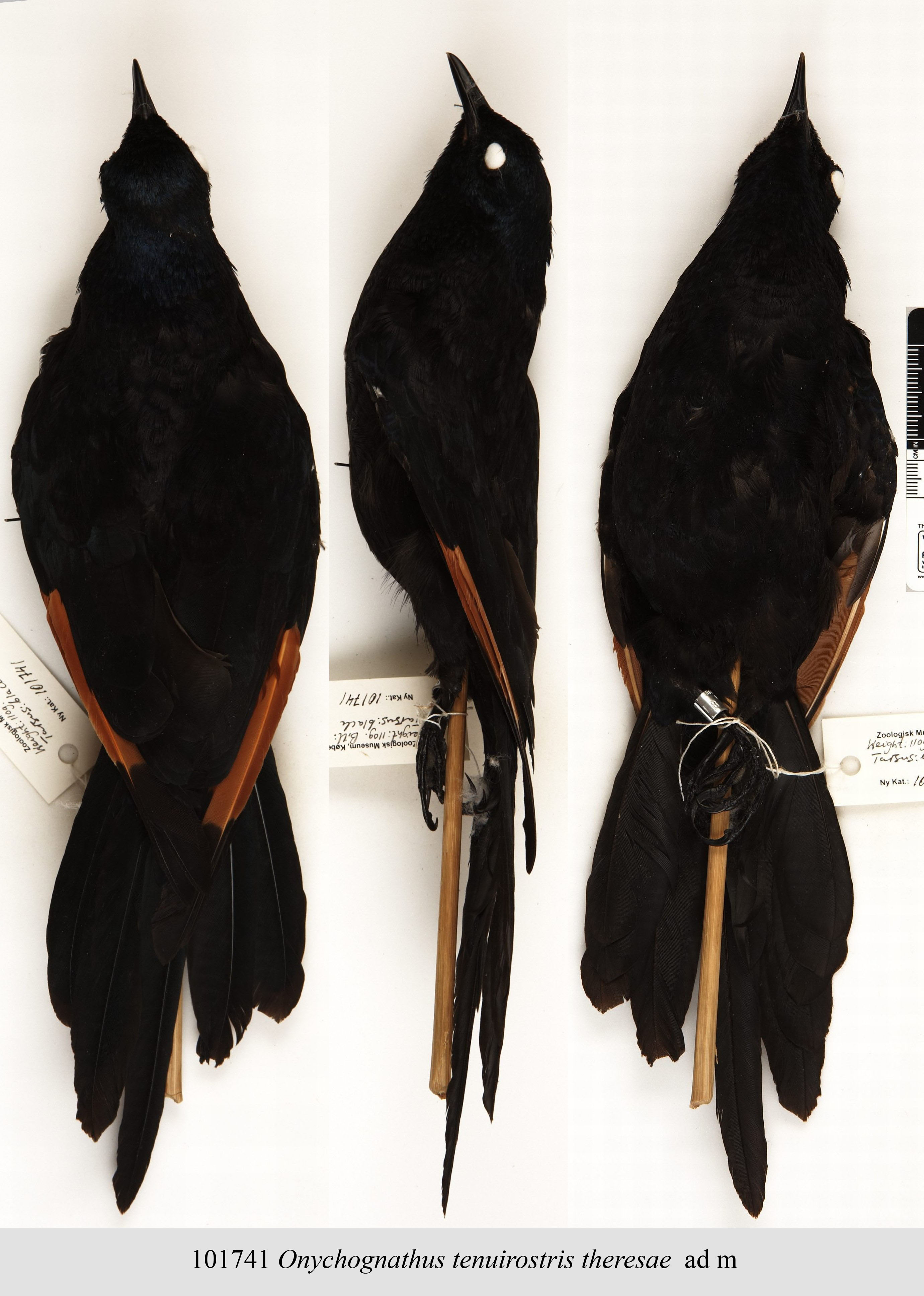Slender-billed Starling (Onychognathus tenuirostris), photo 9
