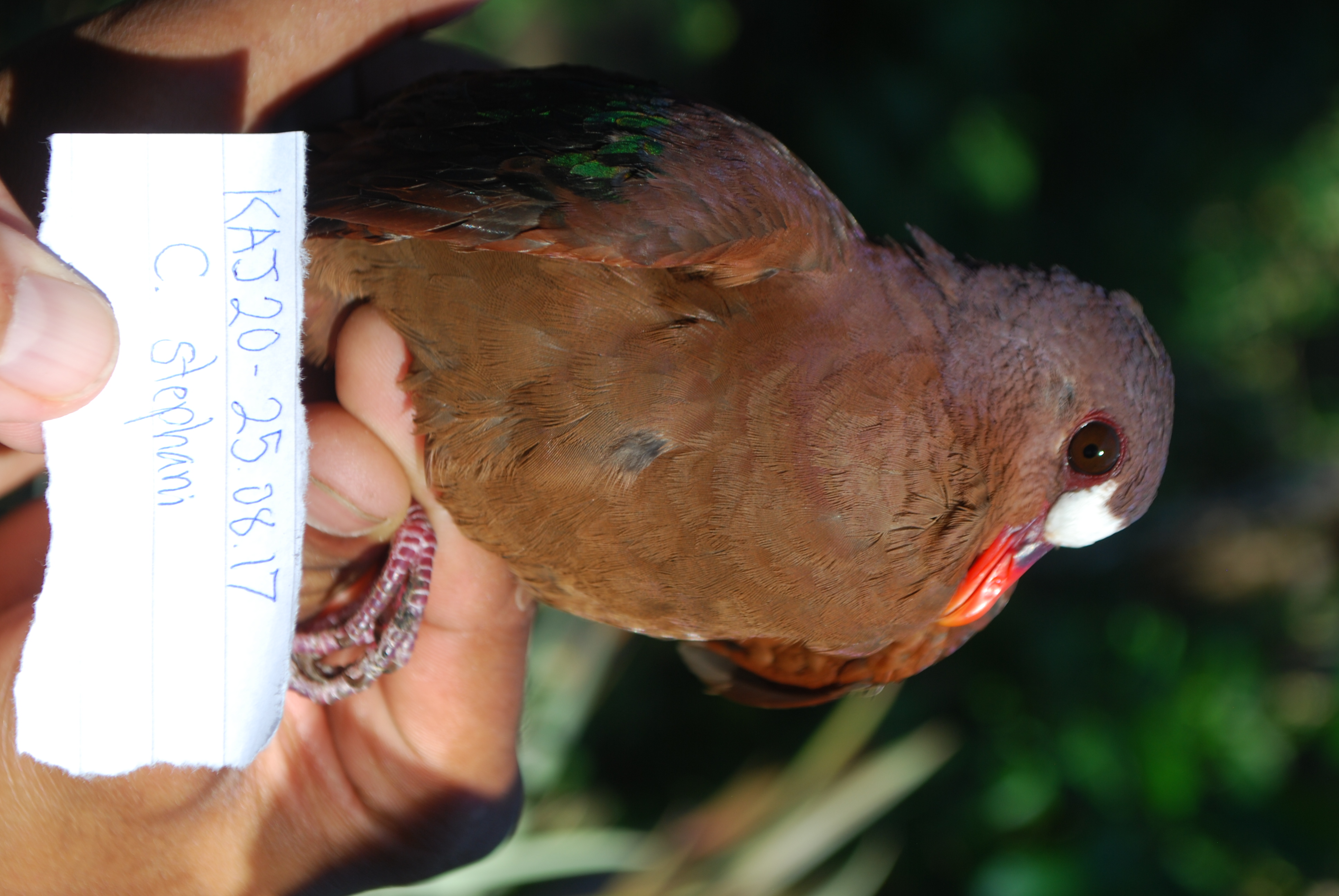 Stephan's Emerald Dove (Chalcophaps stephani), photo 9