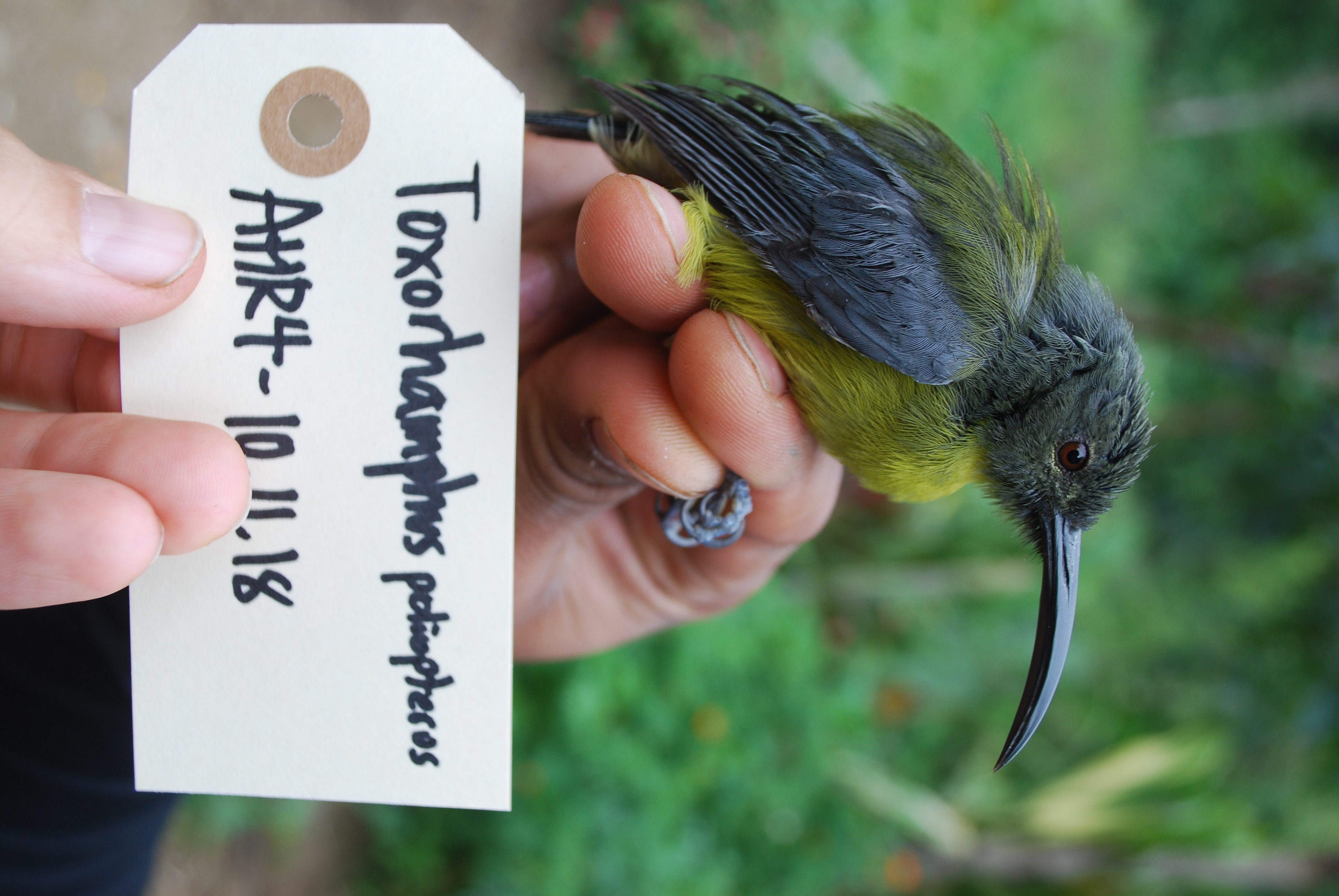 Slaty-headed Longbill (Toxorhamphus poliopterus), photo 4