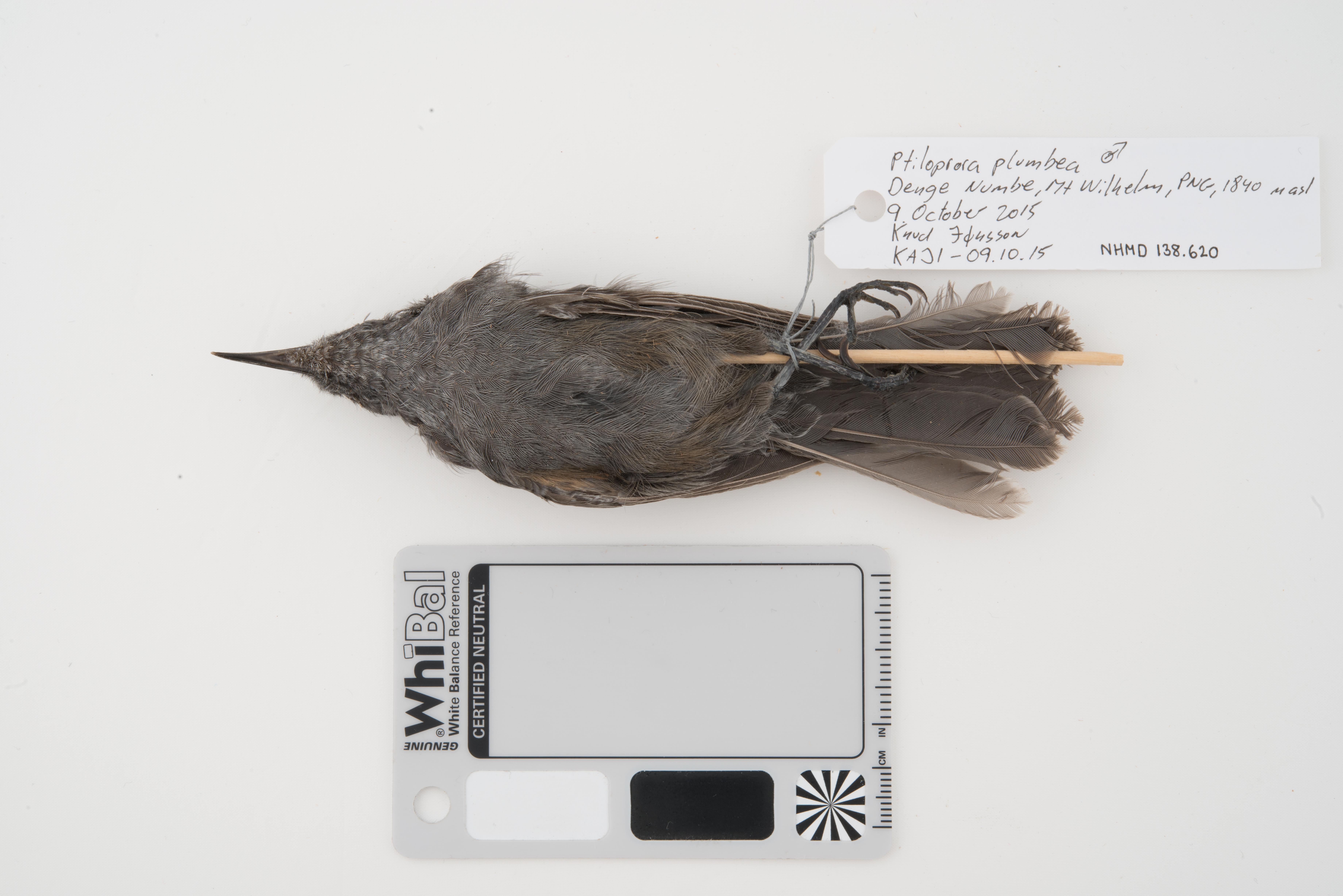 Leaden Honeyeater (Ptiloprora plumbea), photo 2