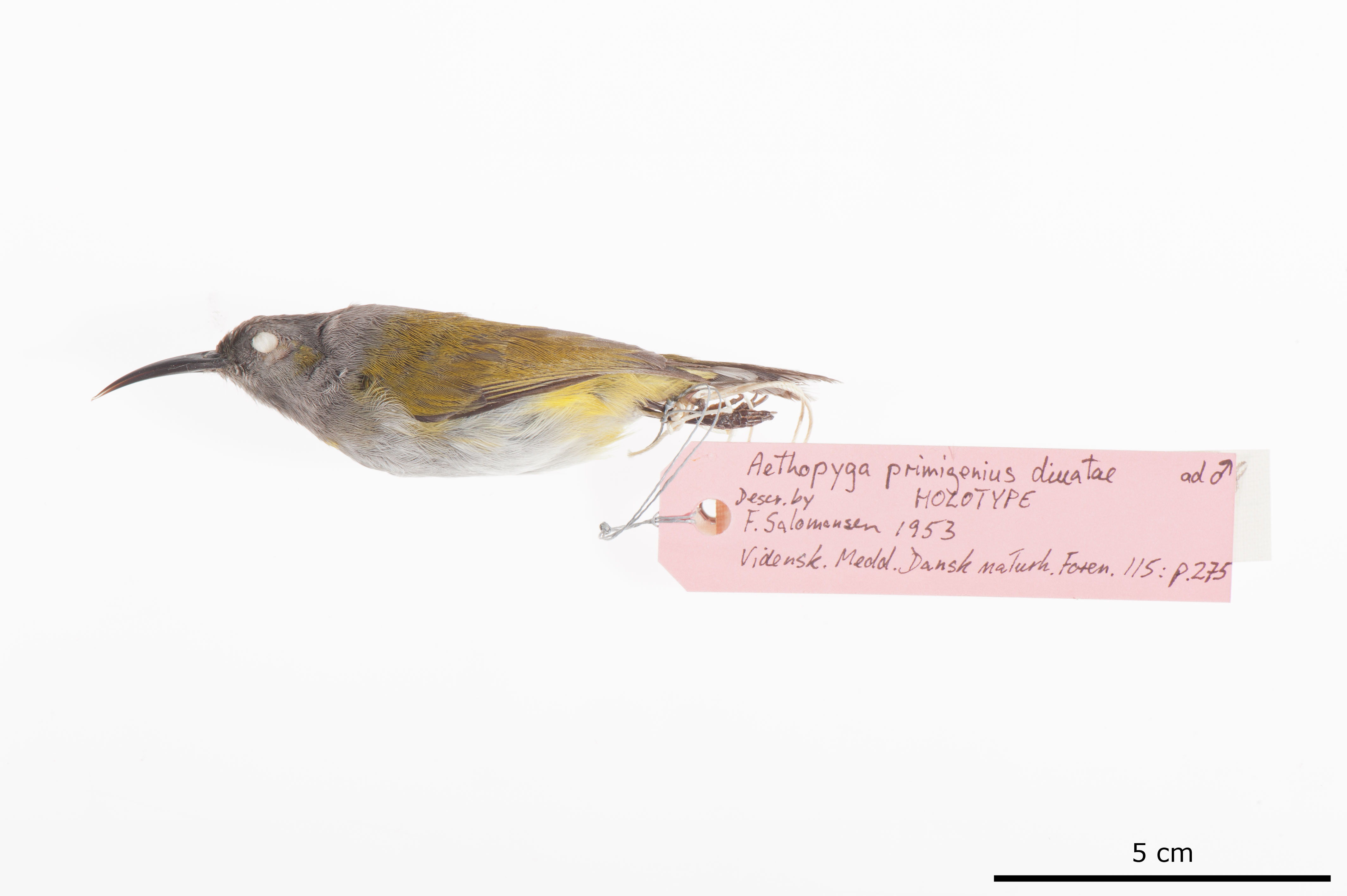 Grey-hooded Sunbird (Aethopyga primigenia), photo 6