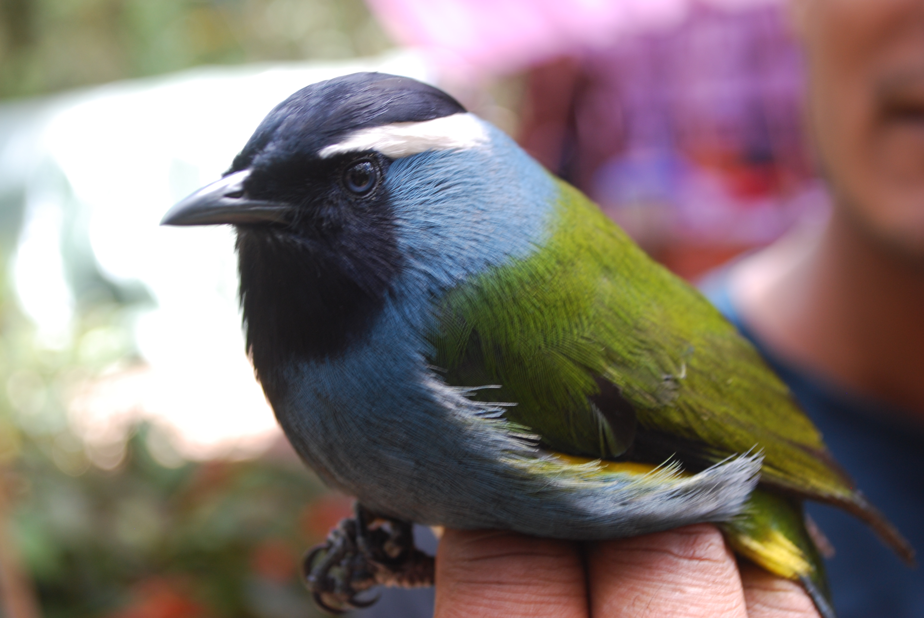 Eastern Crested Berrypecker (Paramythia montium), photo 10
