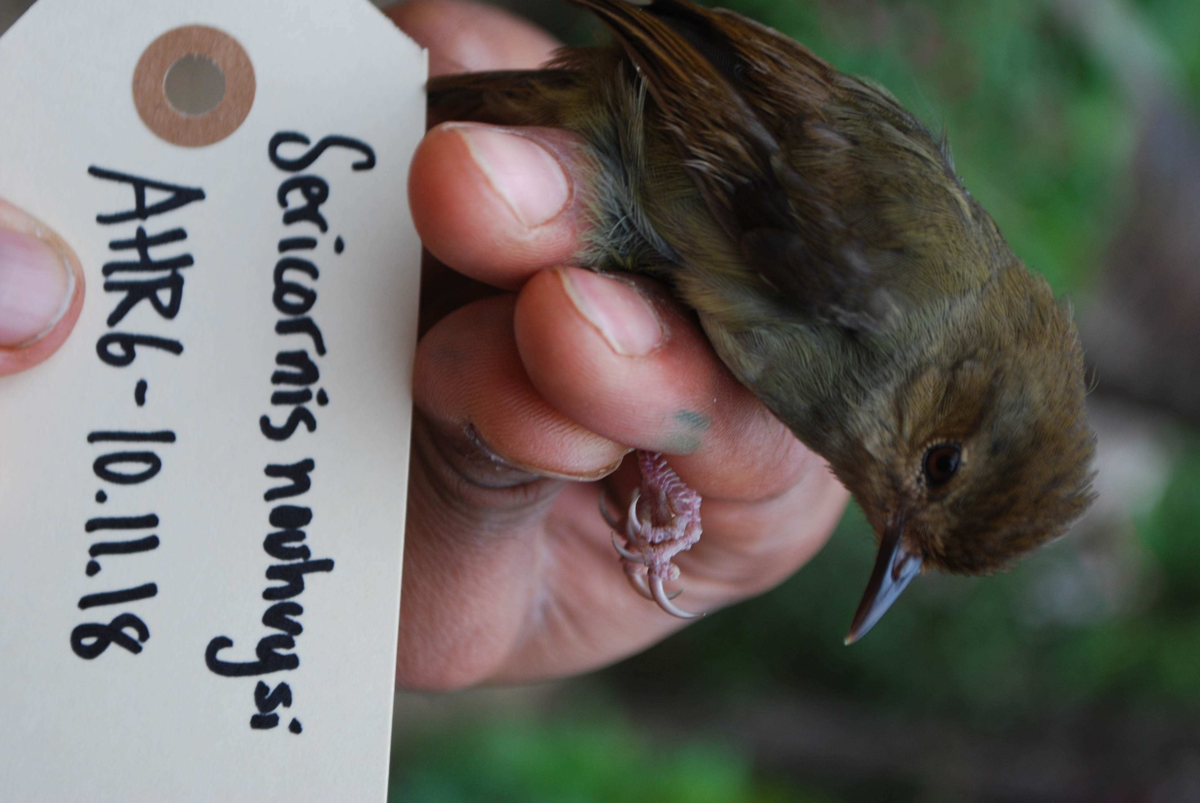 Large Scrubwren (Sericornis nouhuysi), photo 2