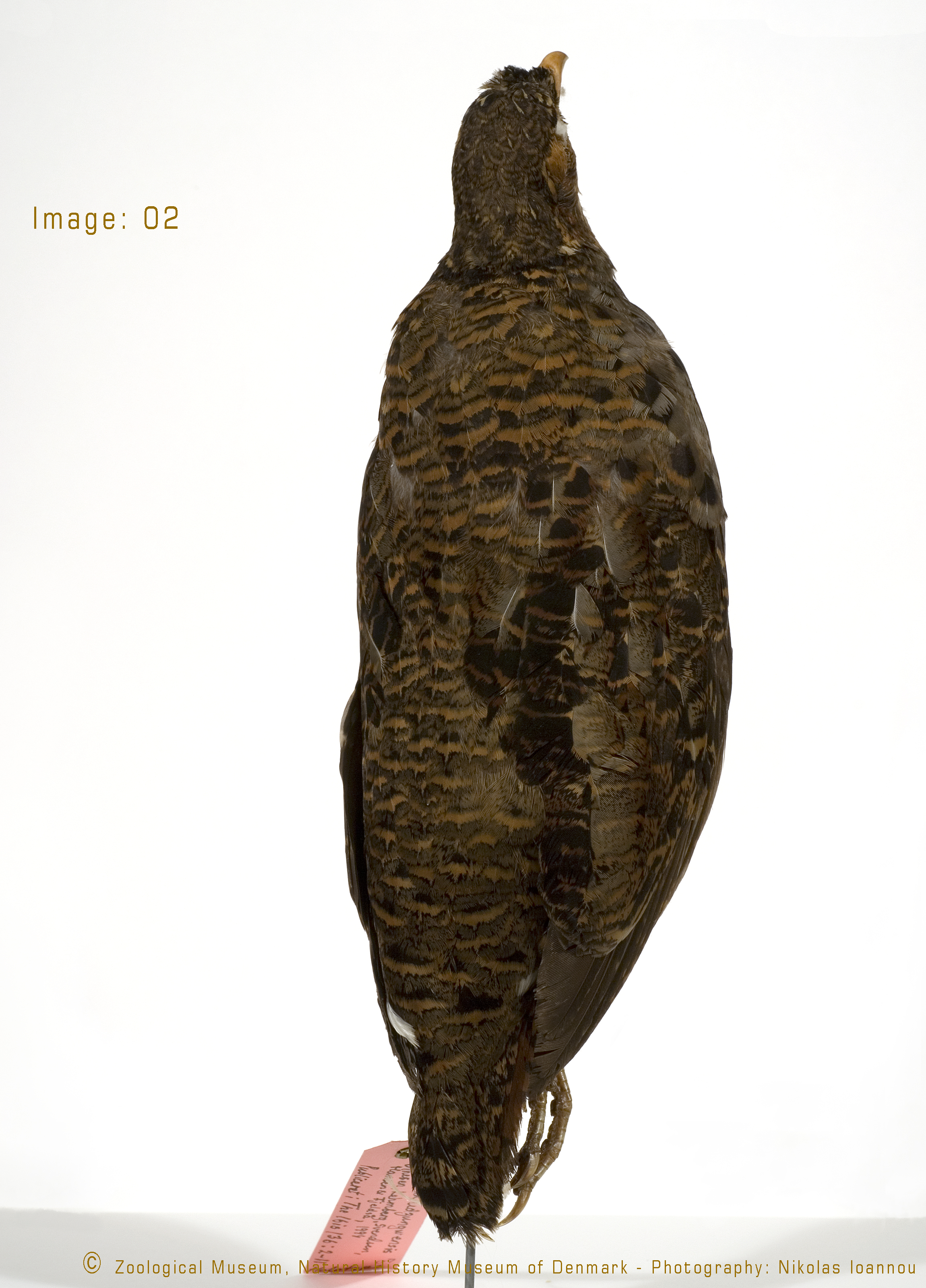 Udzungwa Forest Partridge (Xenoperdix udzungwensis), photo 6