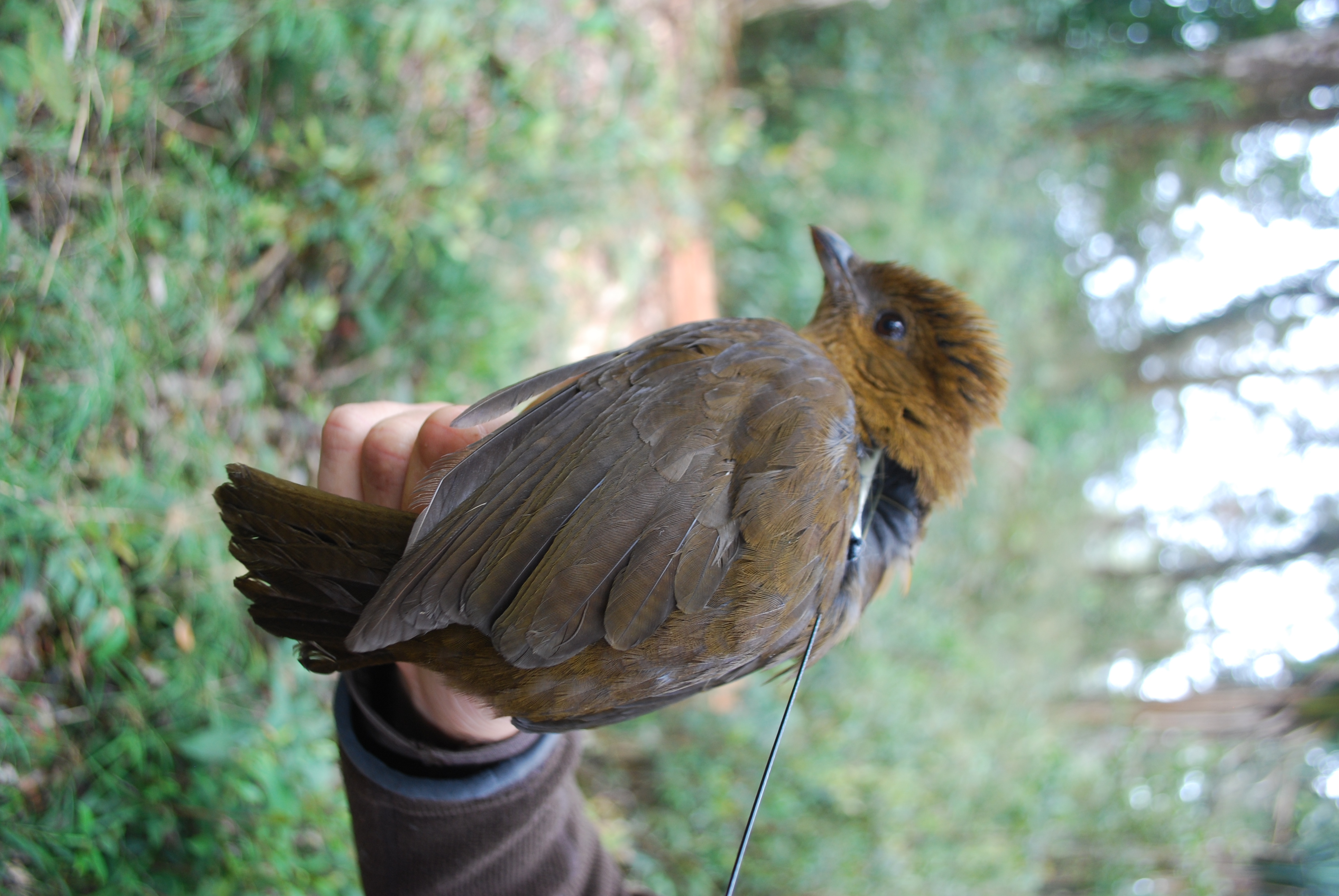 MacGregor's Bowerbird (Amblyornis macgregoriae), photo 5