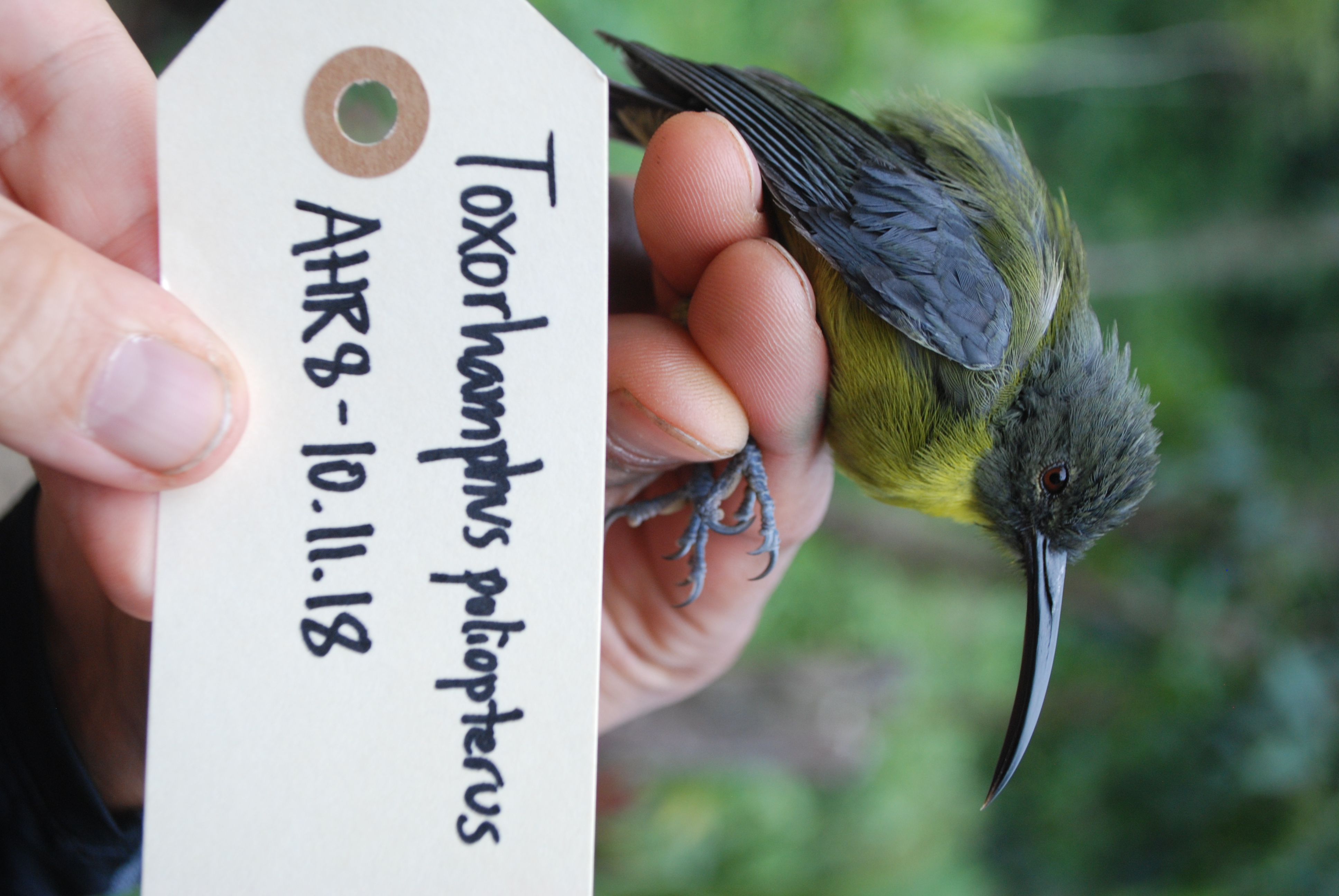Slaty-headed Longbill (Toxorhamphus poliopterus), photo 3