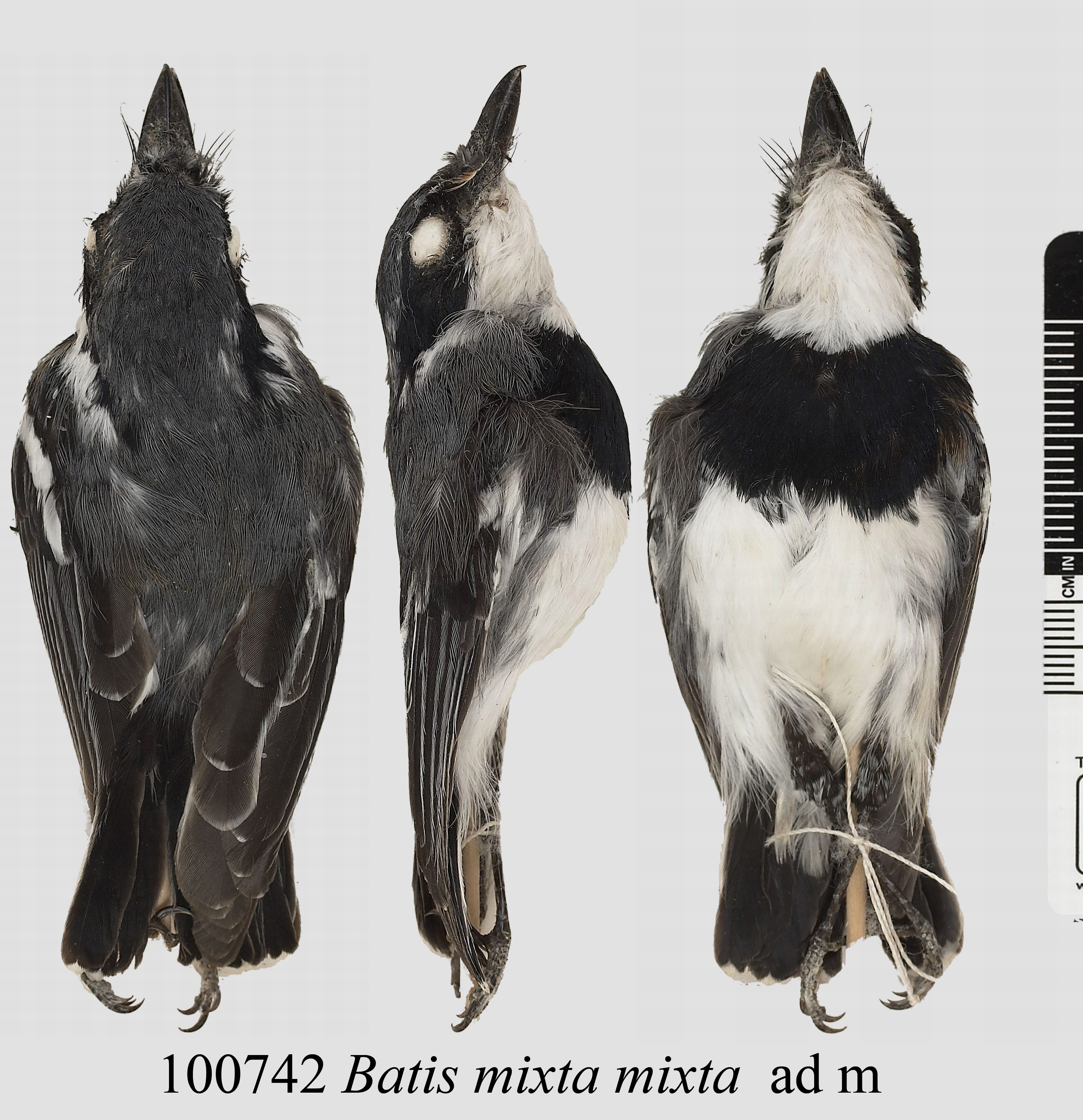 Short-tailed Batis (Batis mixta), photo 2