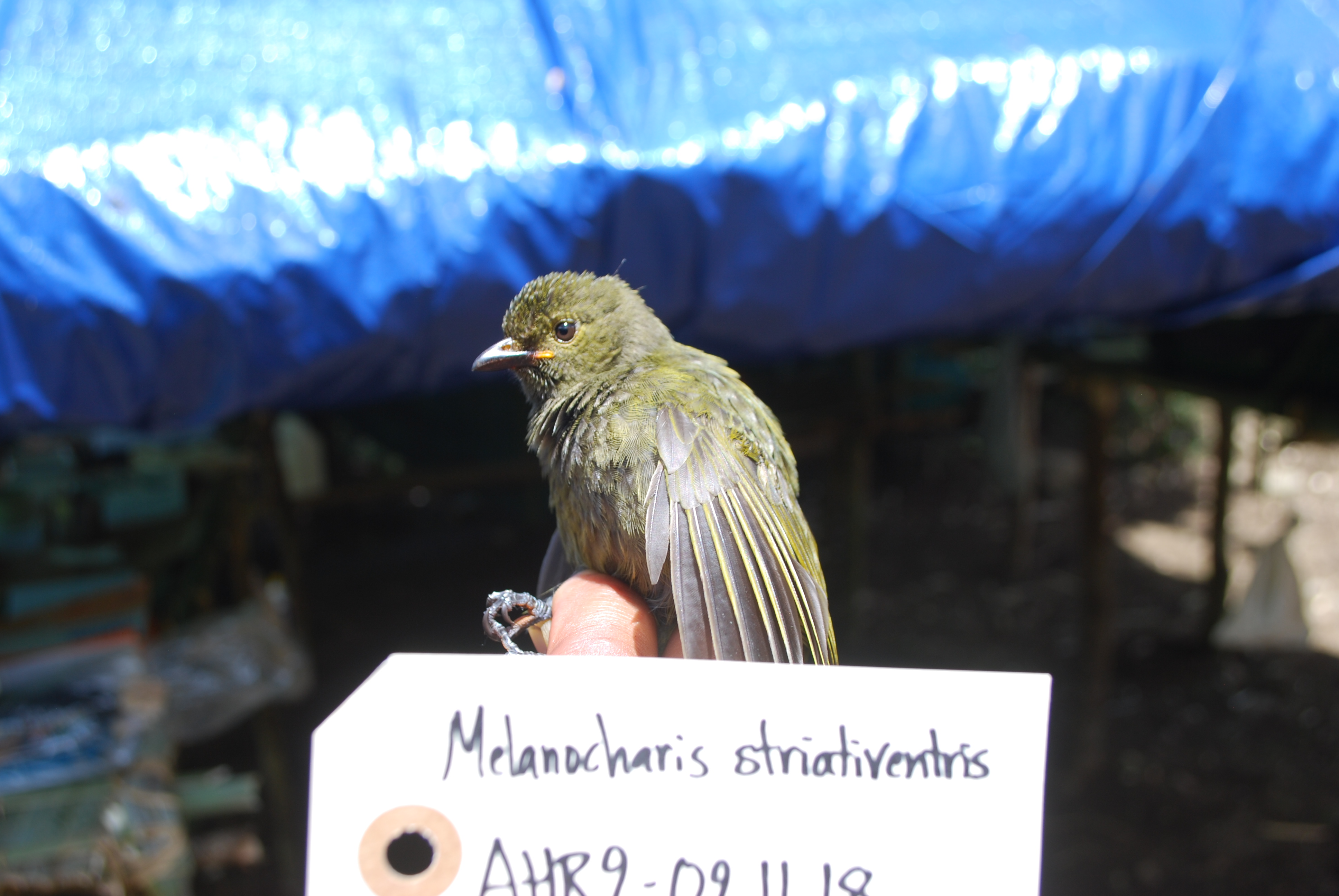 Streaked Berrypecker (Melanocharis striativentris), photo 8