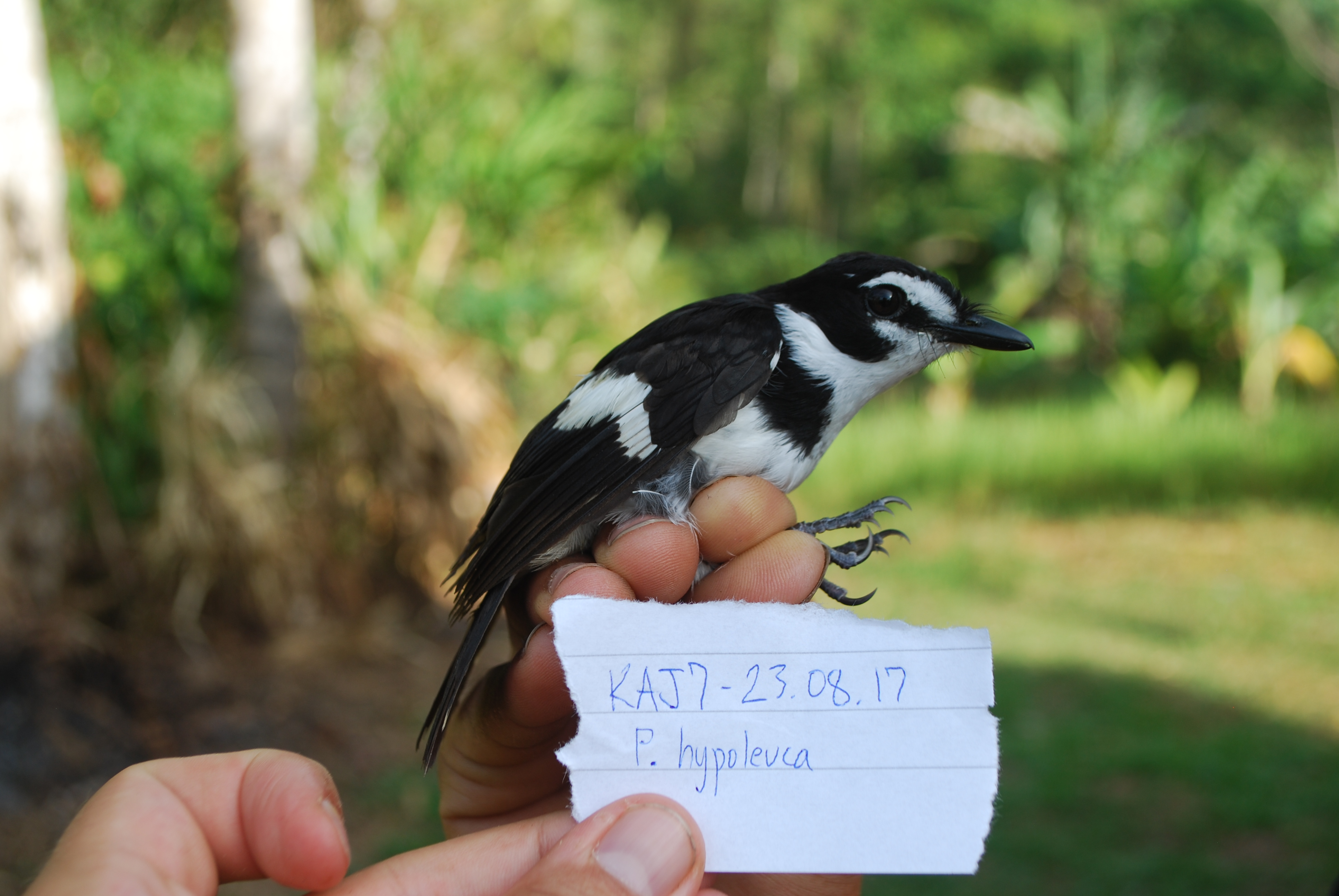 Black-sided Robin (Poecilodryas hypoleuca), photo 5