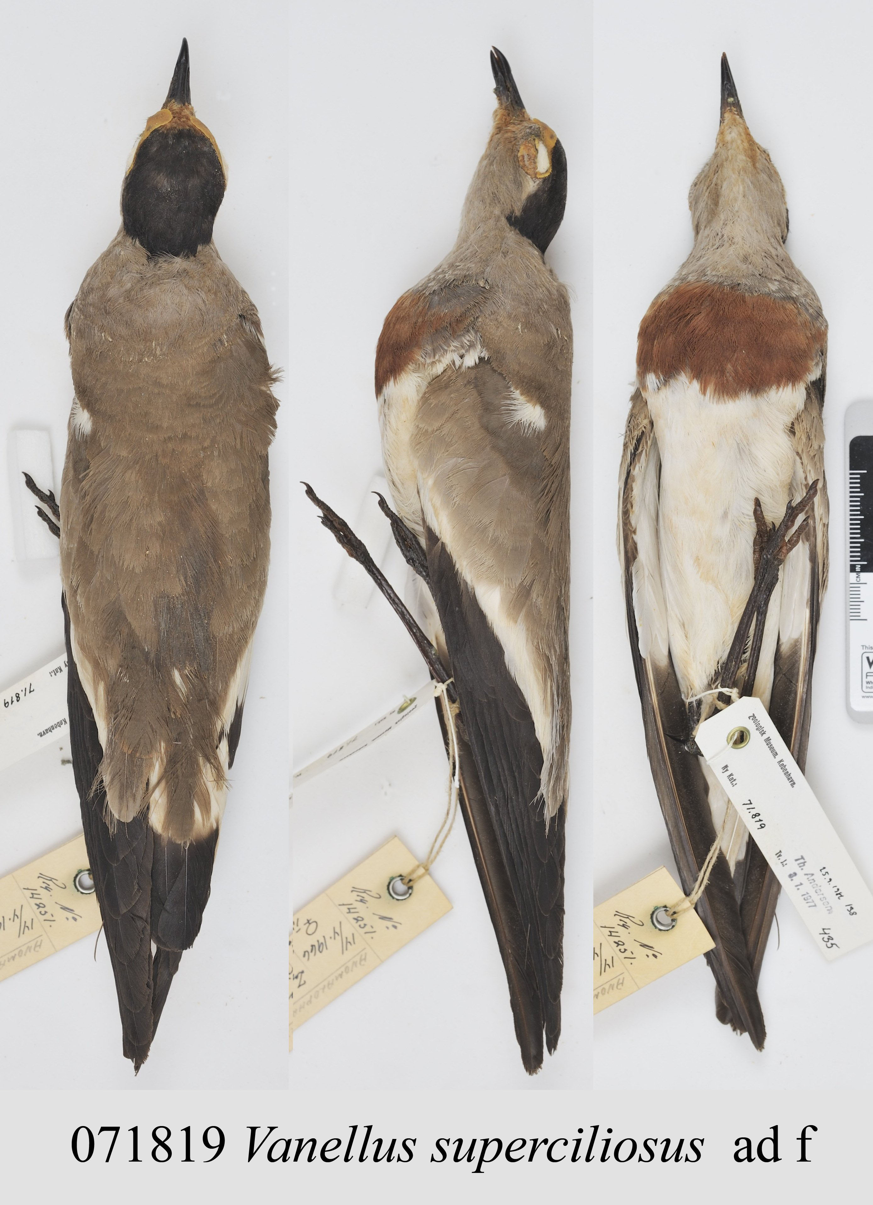 Brown-chested Lapwing (Vanellus superciliosus), photo 4