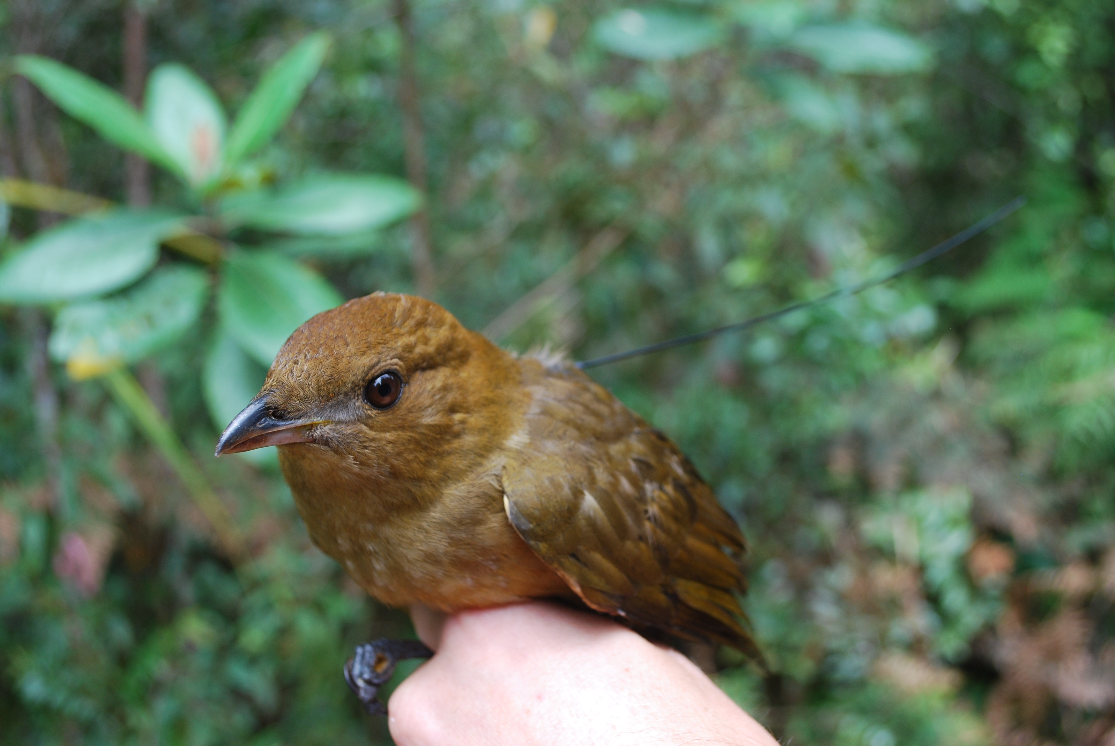 MacGregor's Bowerbird (Amblyornis macgregoriae), photo 3