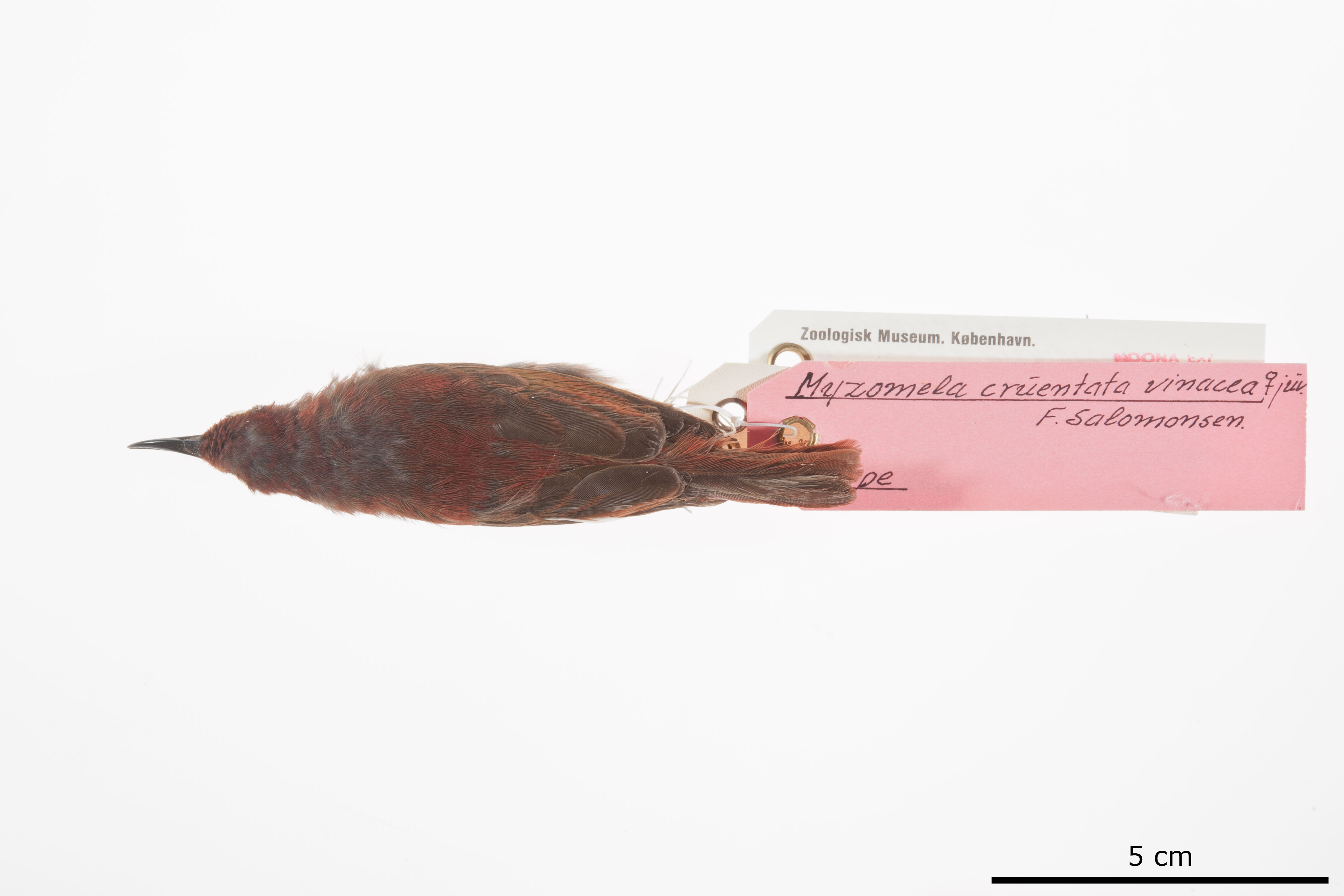 Reddish Myzomela (Myzomela erythrina), photo 2