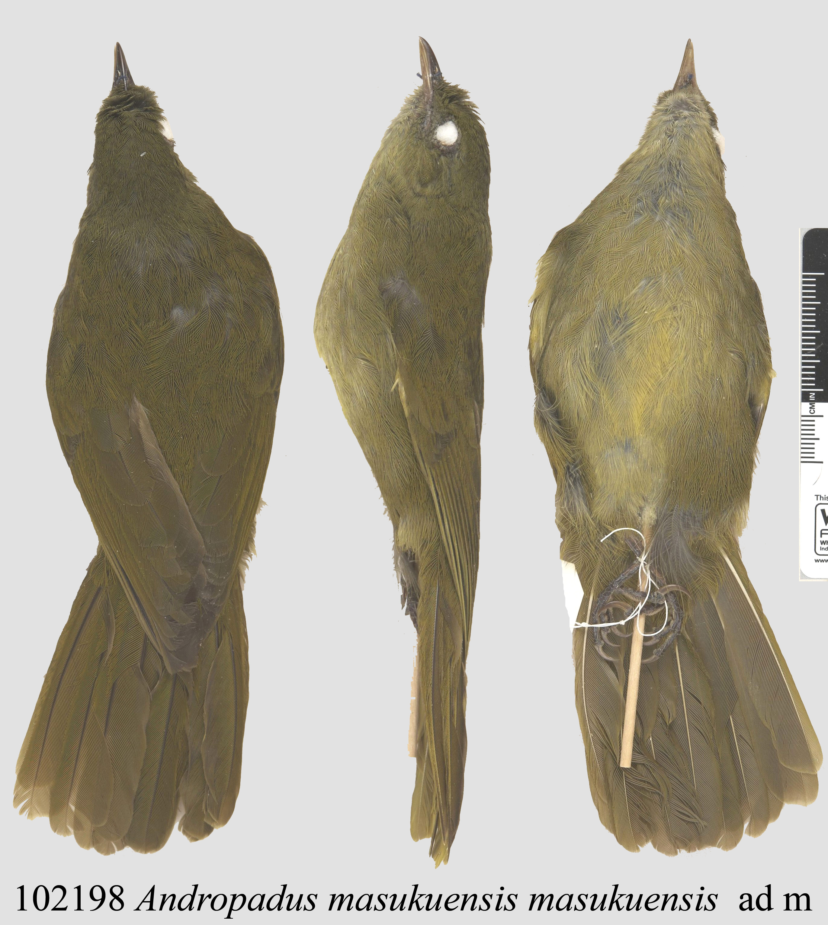 Shelley's Greenbul (Arizelocichla masukuensis), photo 10