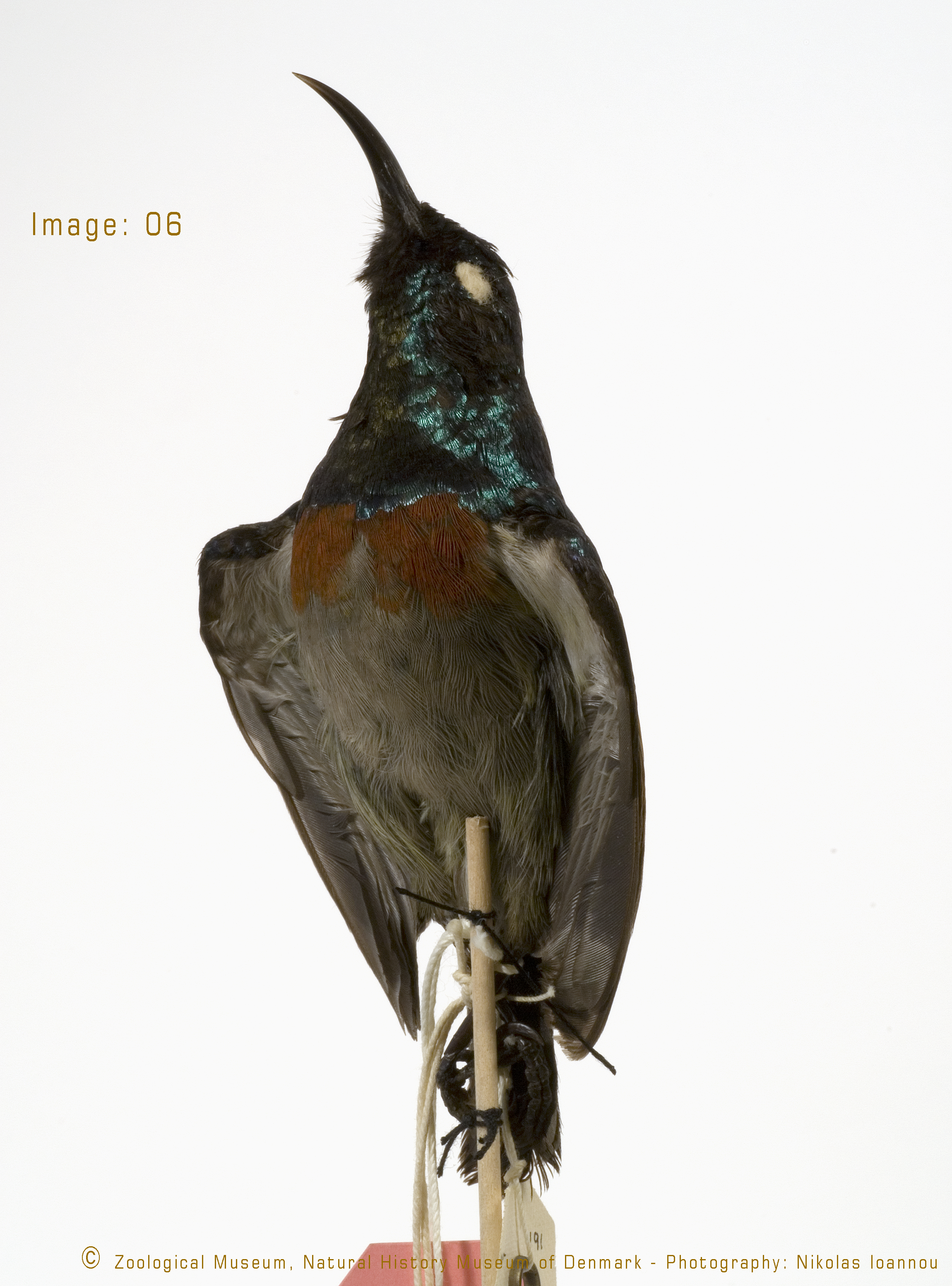 Dark Batis (Batis crypta), photo 9