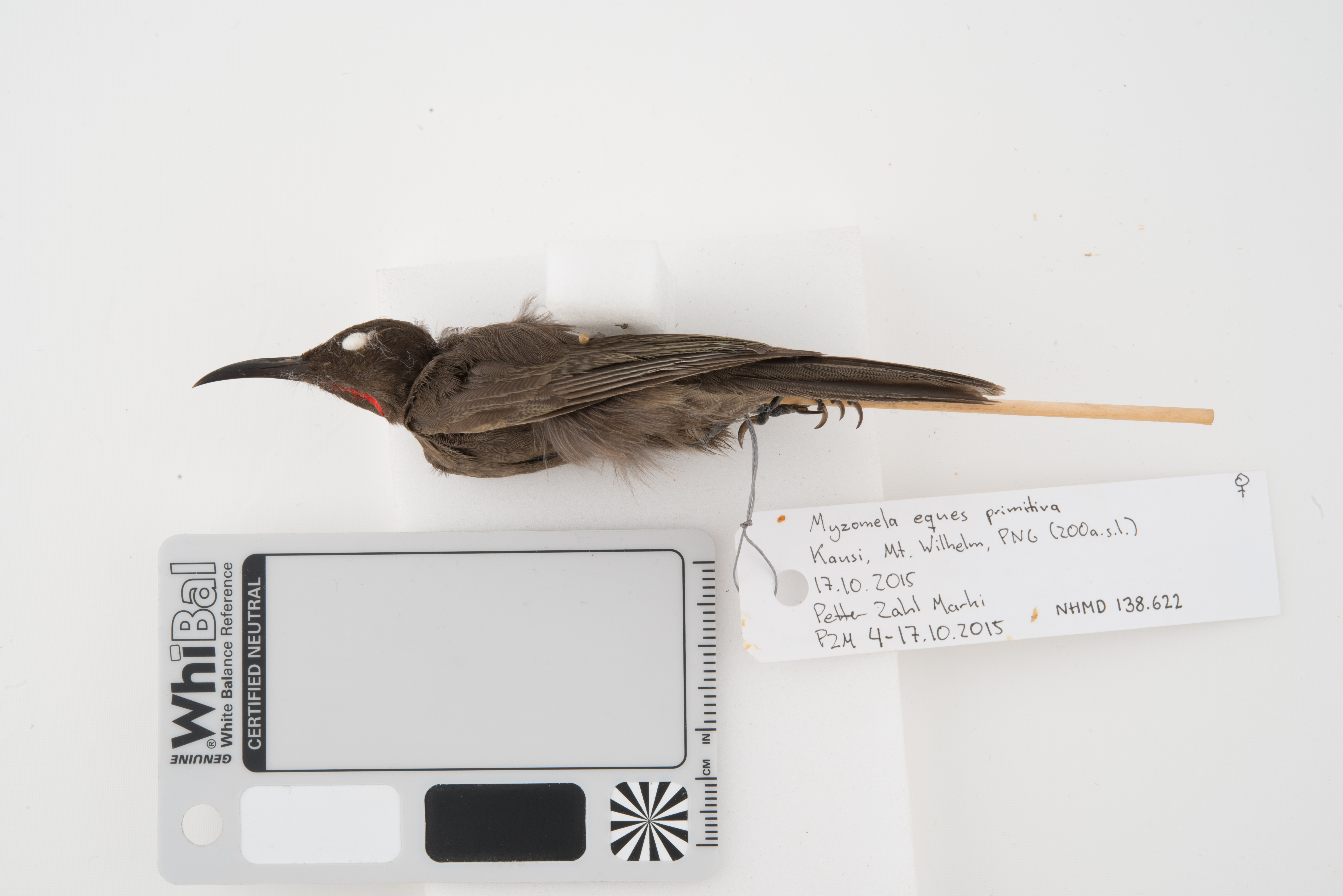 Ruby-throated Myzomela (Myzomela eques), photo 1