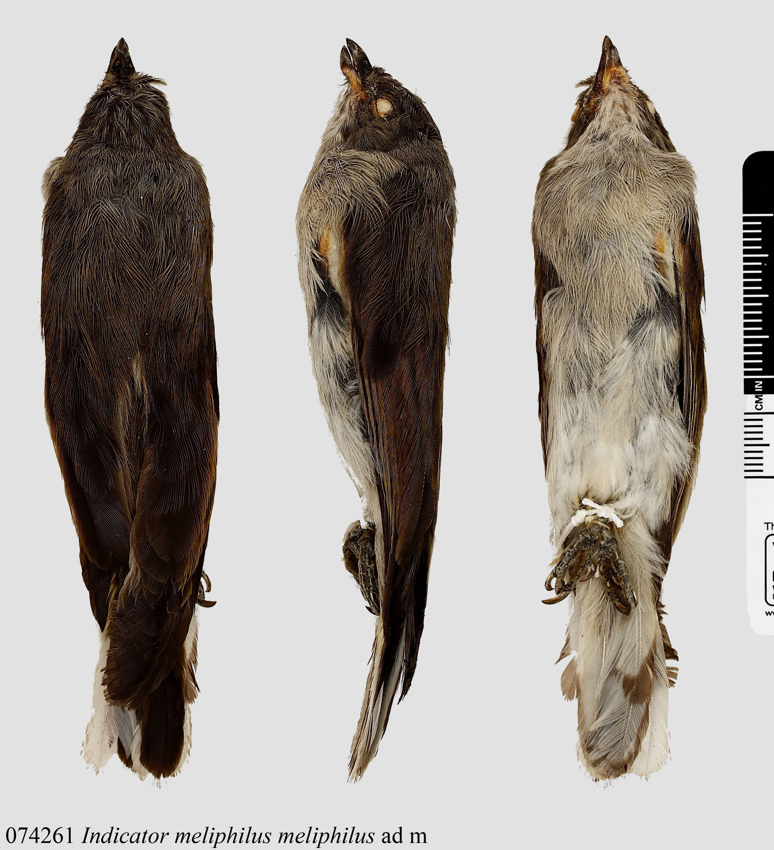 Pallid Honeyguide (Indicator meliphilus), photo 7