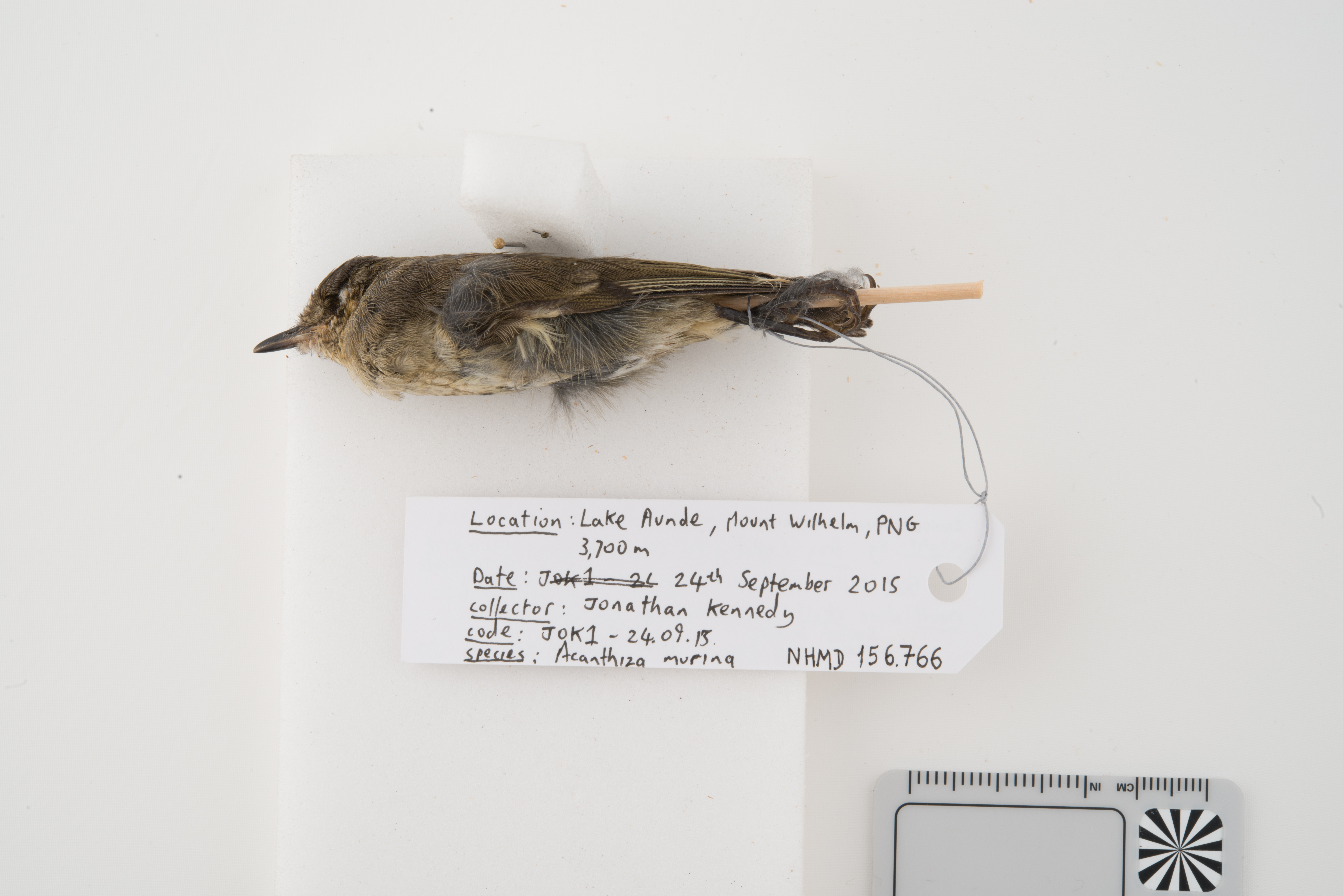 New Guinea Thornbill (Acanthiza murina), photo 2
