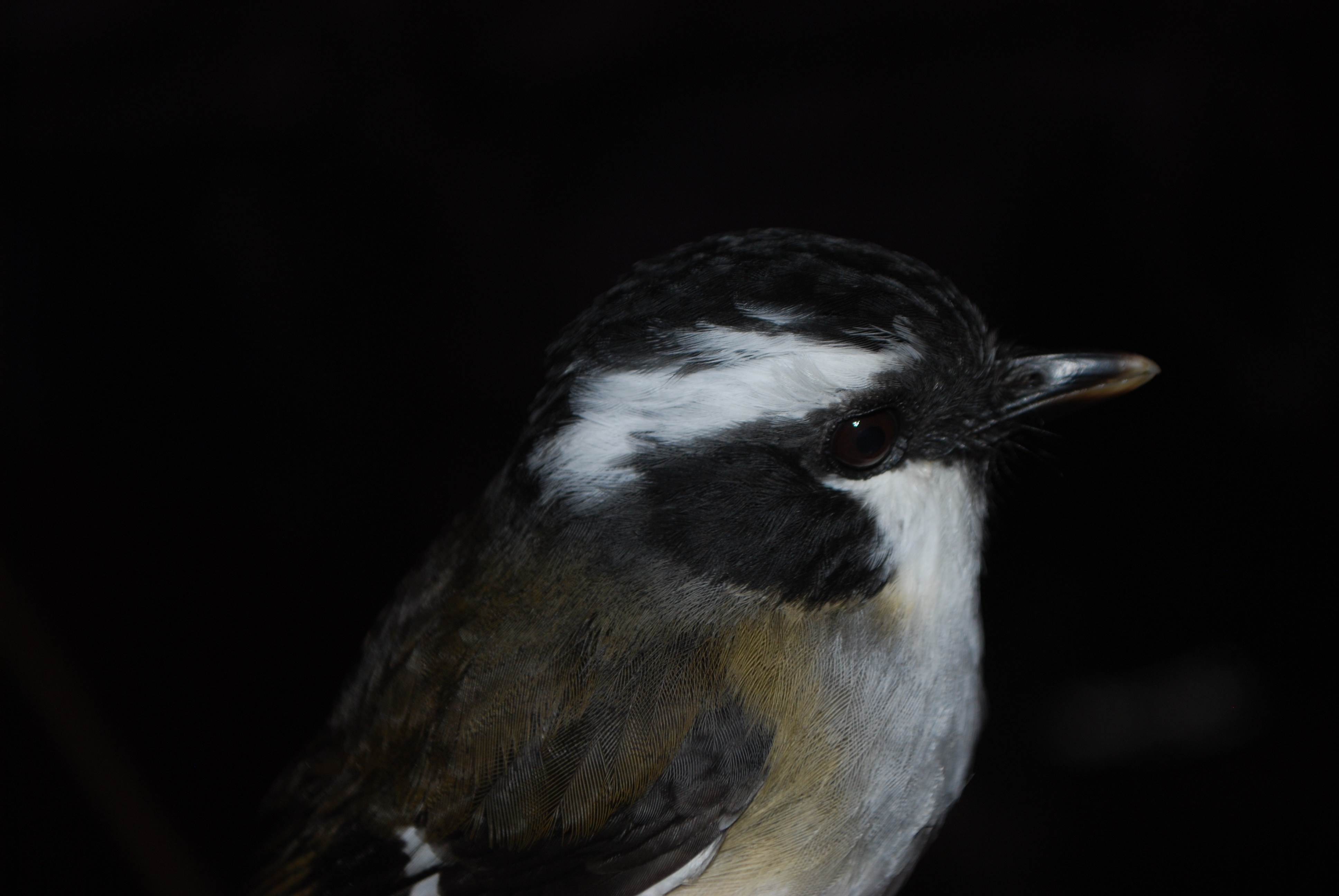 Ashy Robin (Heteromyias albispecularis), photo 3