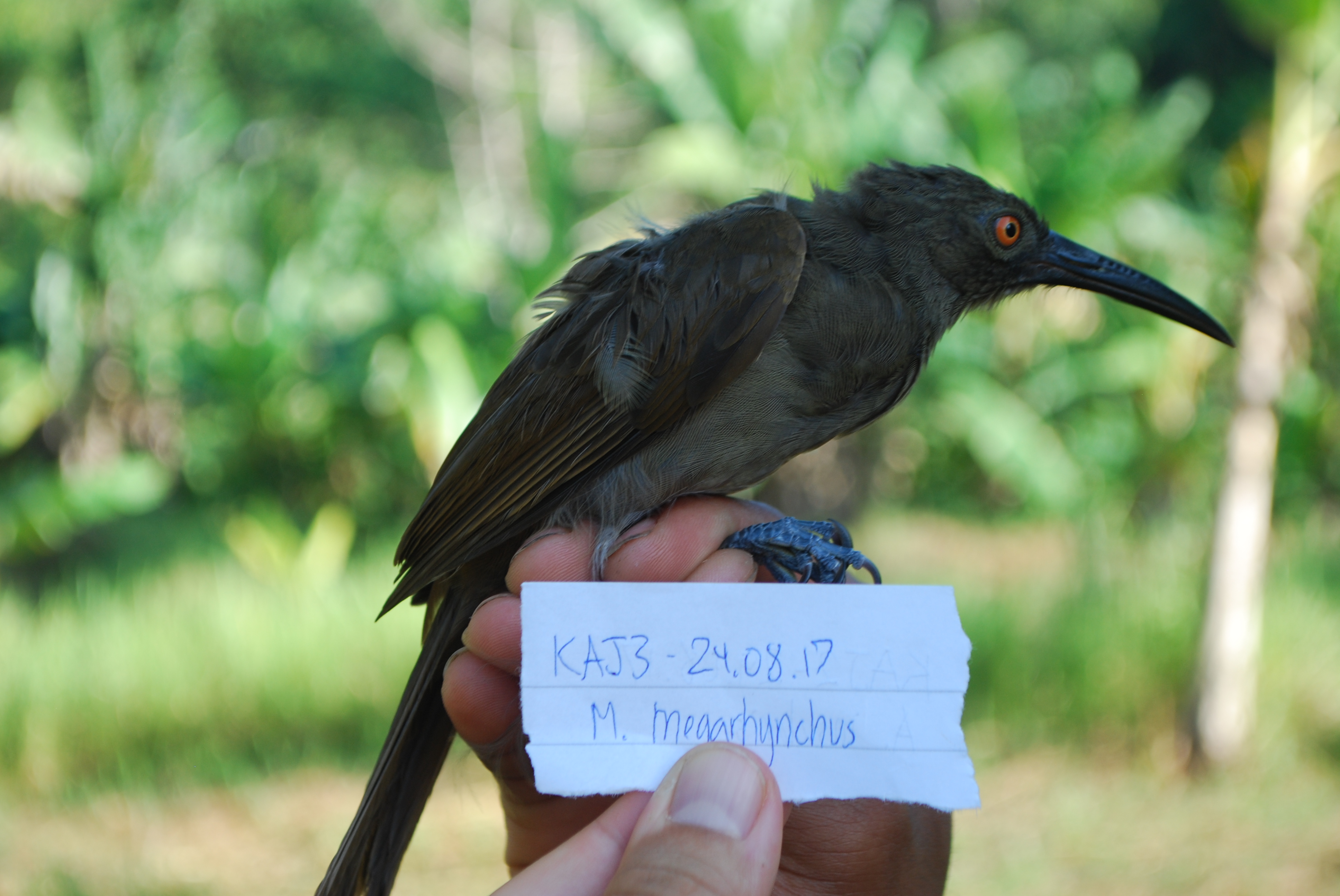 Long-billed Honeyeater (Melilestes megarhynchus), photo 8