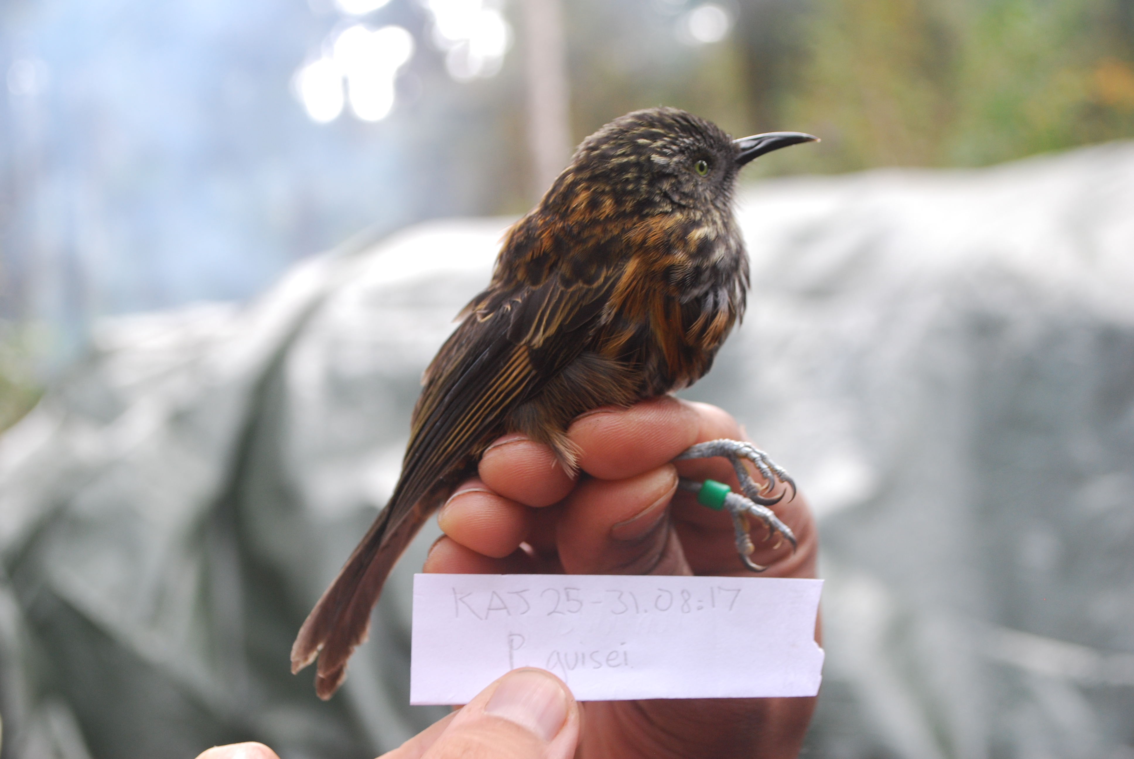 Rufous-backed Honeyeater (Ptiloprora guisei), photo 9