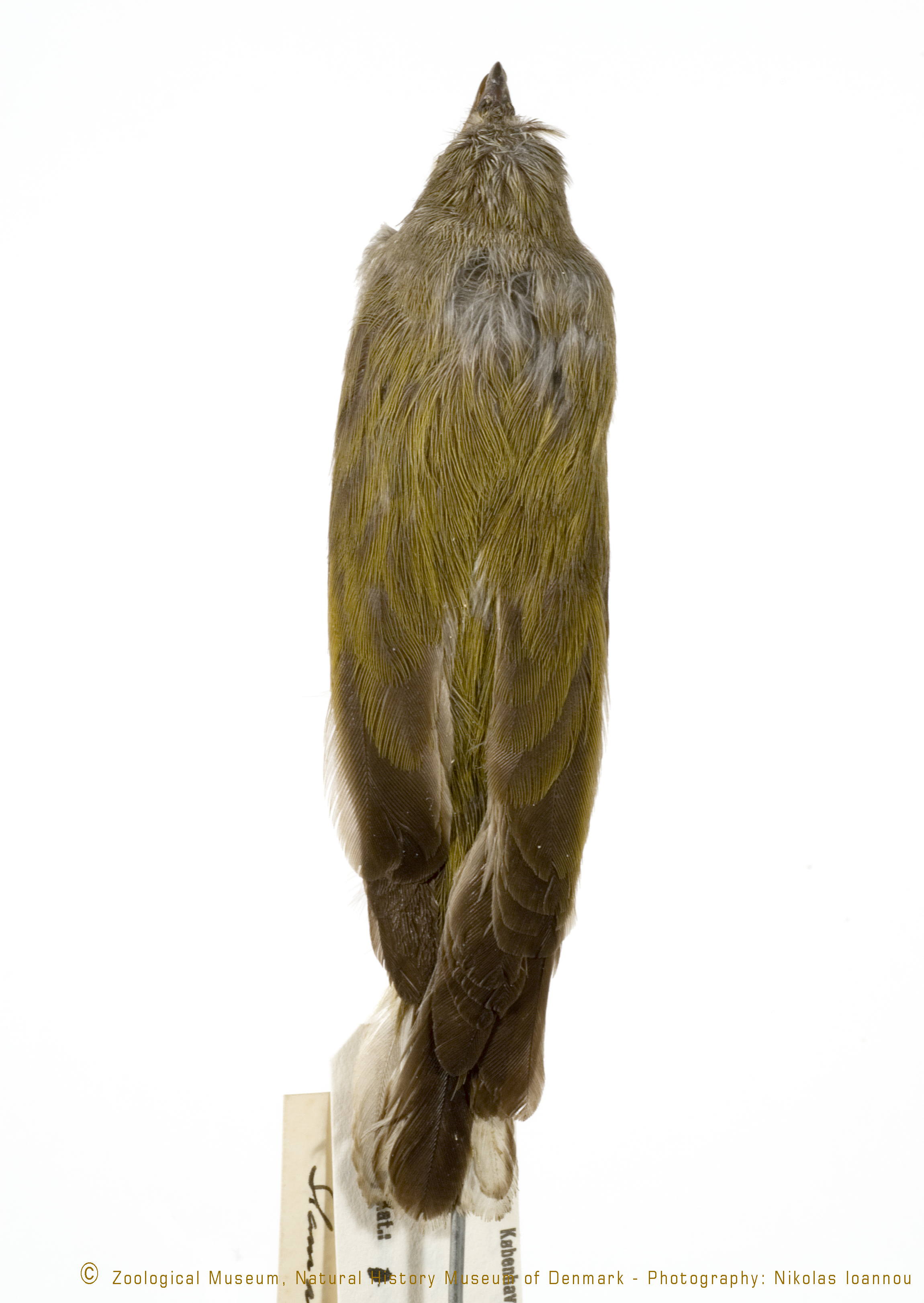 Pallid Honeyguide (Indicator meliphilus), photo 1