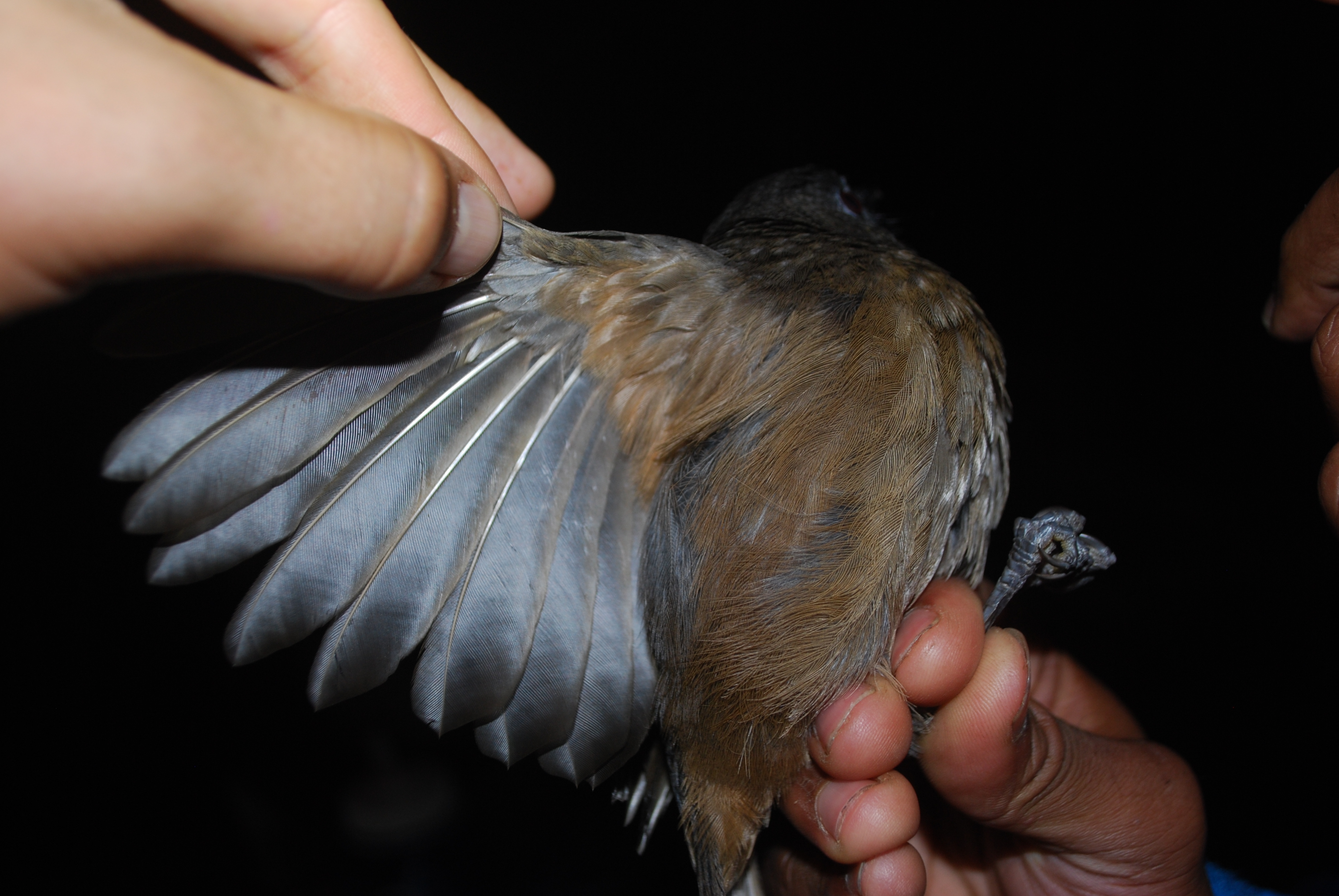 Sooty Shrikethrush (Colluricincla tenebrosa), photo 2