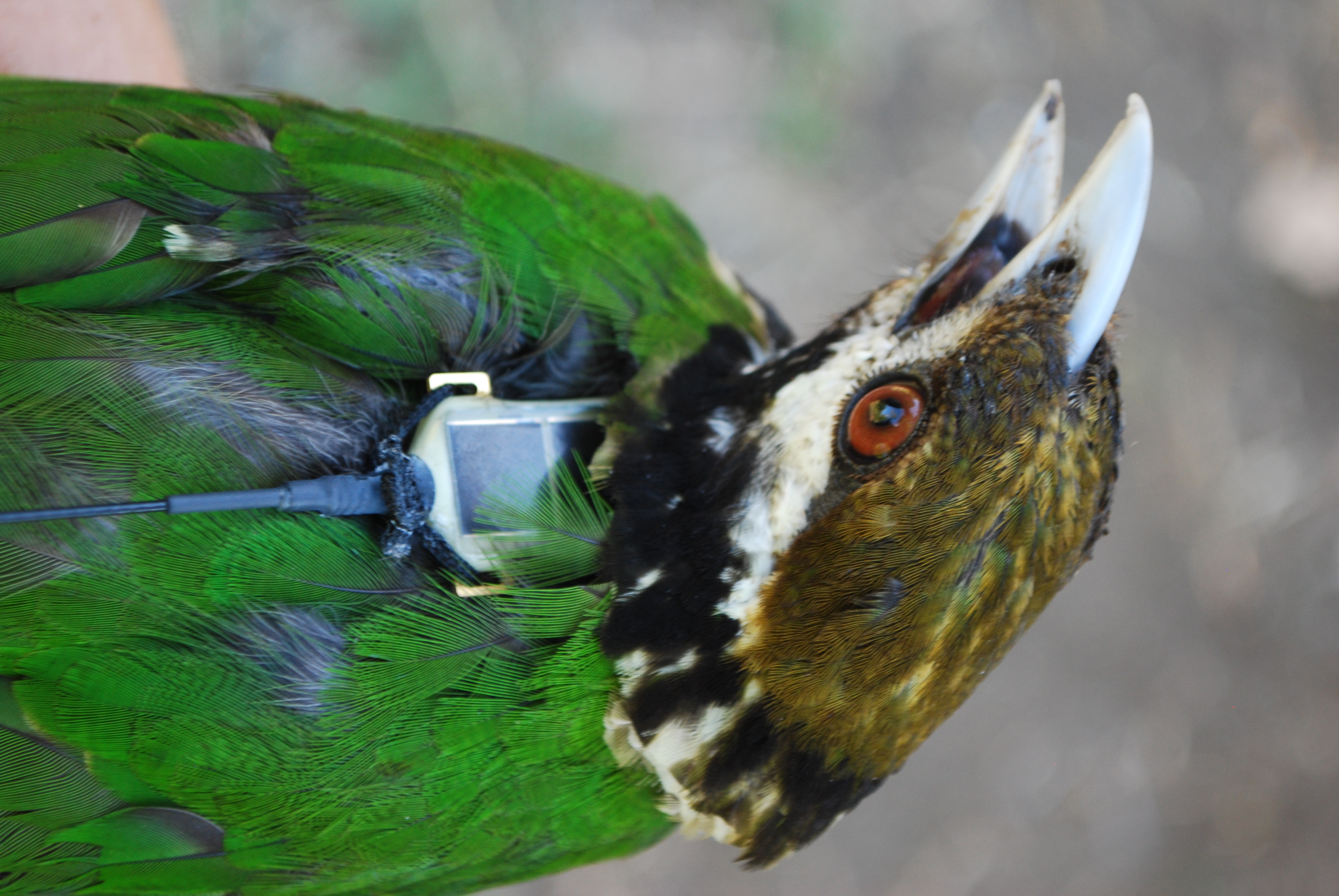 White-eared Catbird (Ailuroedus buccoides), photo 2