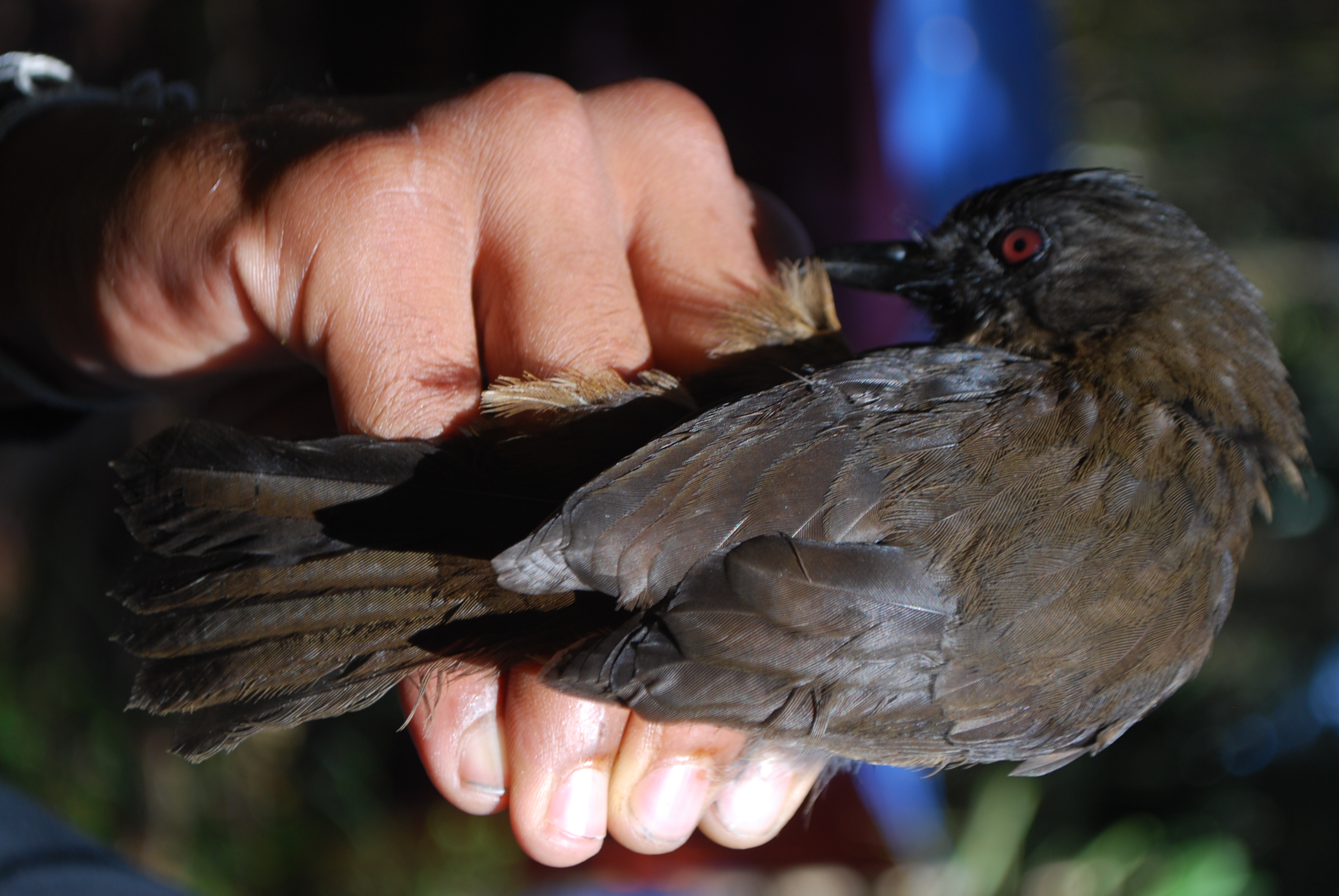 Sooty Shrikethrush (Colluricincla tenebrosa), photo 4