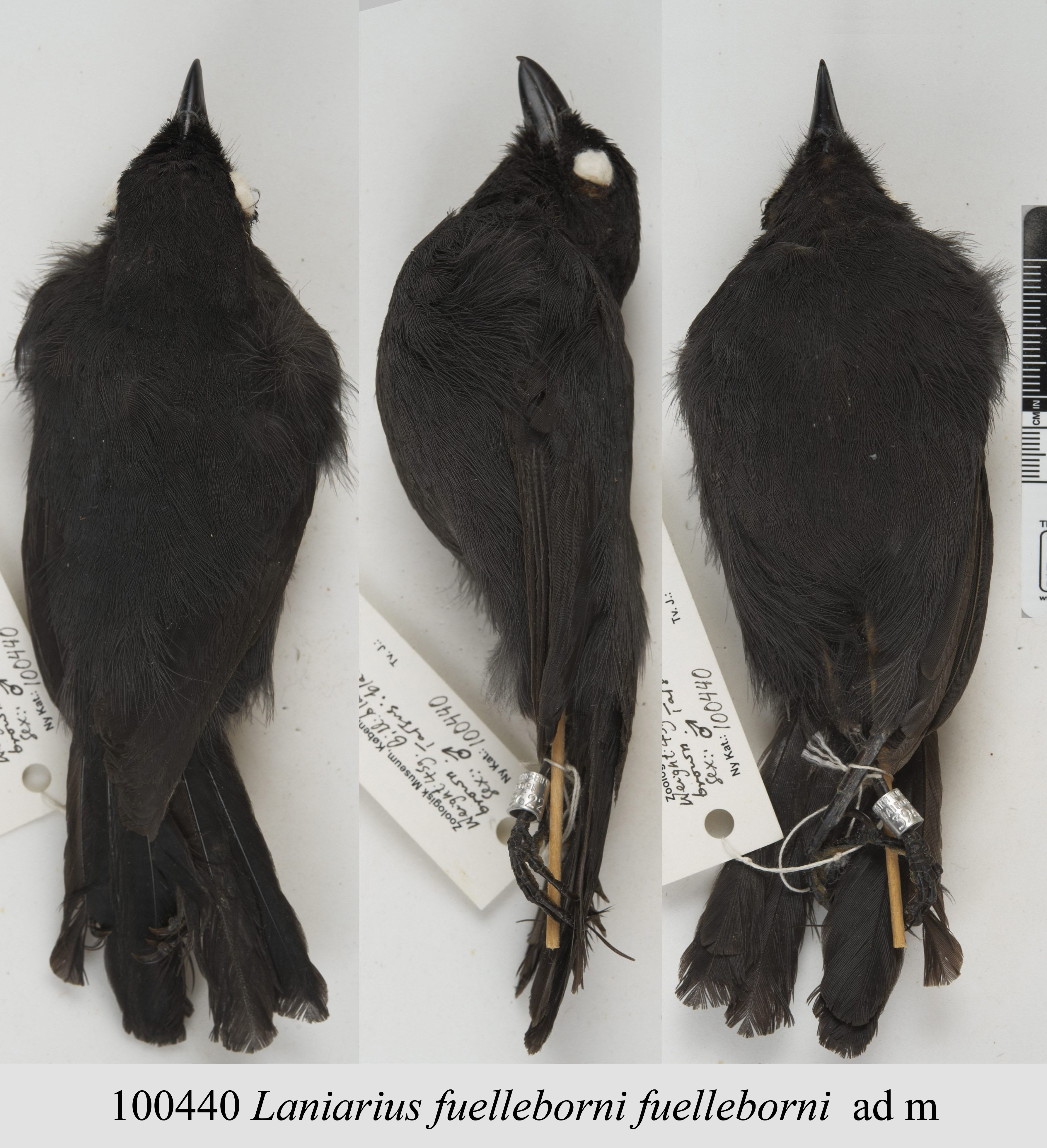 Fülleborn's Boubou (Laniarius fuelleborni), photo 1
