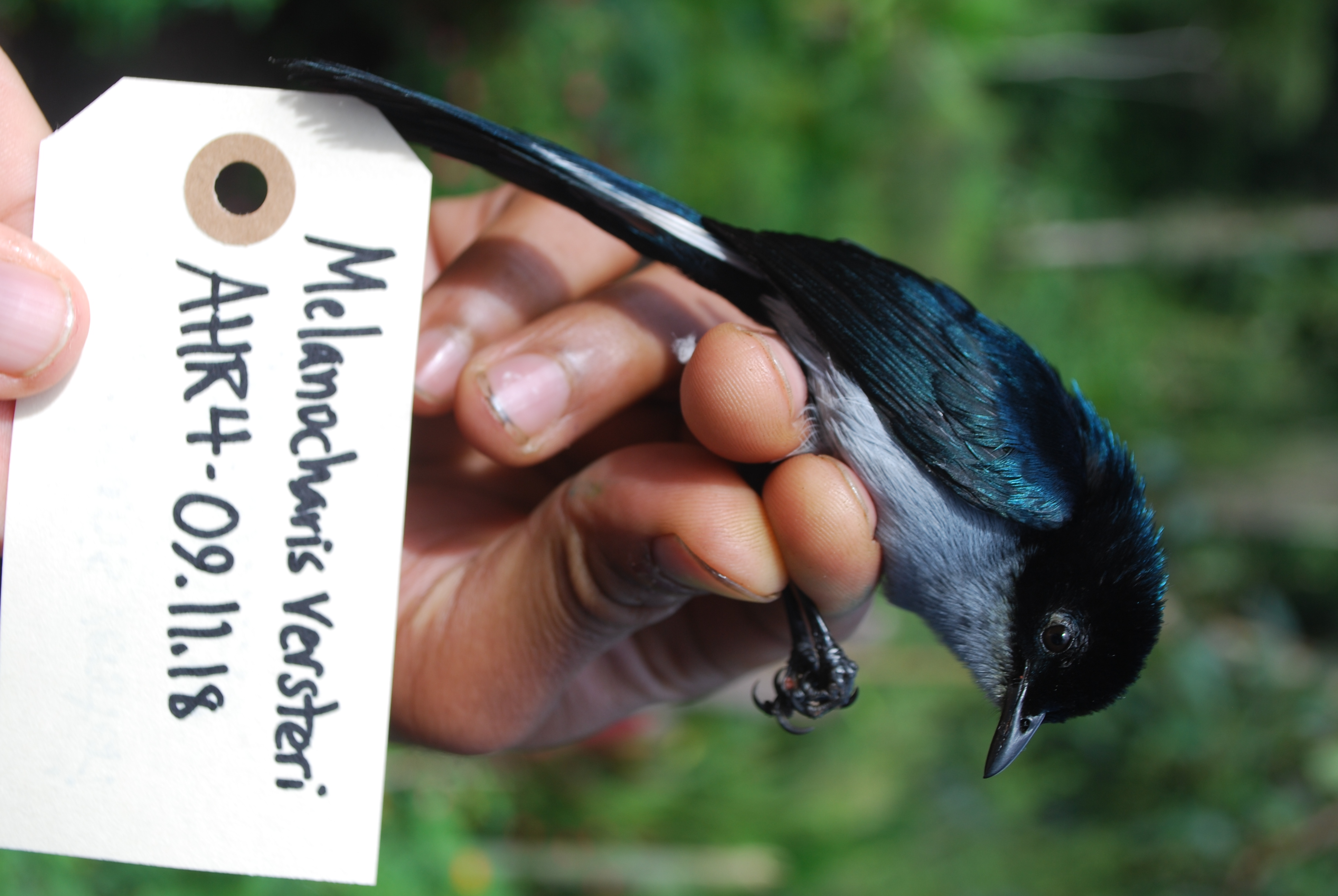 Fan-tailed Berrypecker (Melanocharis versteri), photo 7
