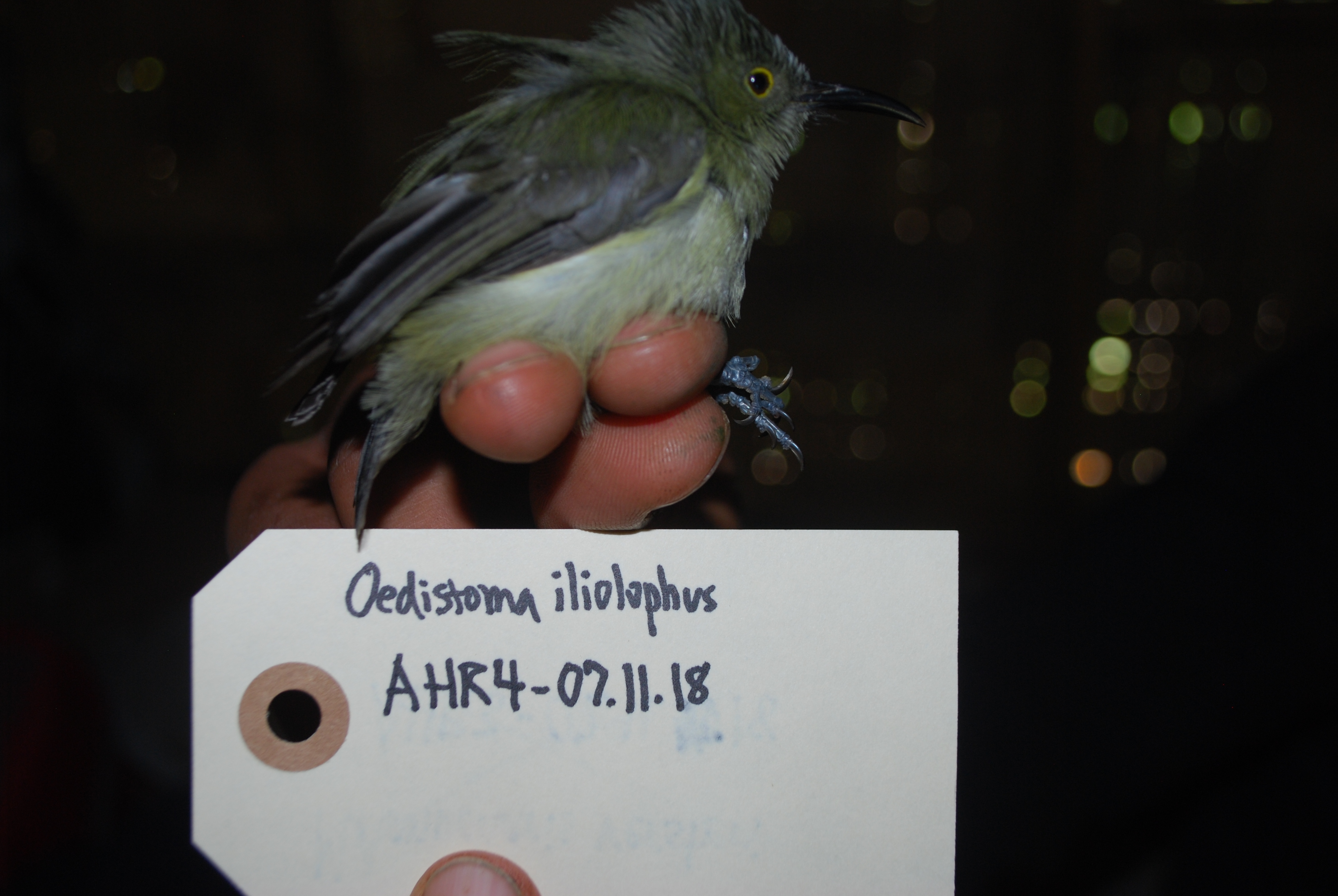 Spectacled Longbill (Oedistoma iliolophus), photo 10