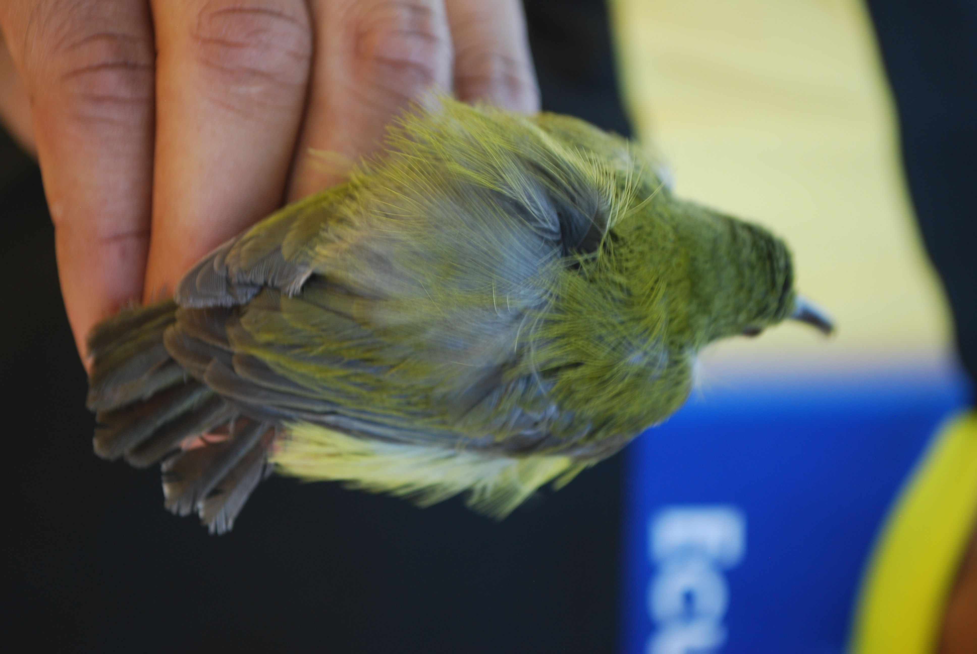 Yellow-bellied Longbill (Toxorhamphus novaeguineae), photo 10