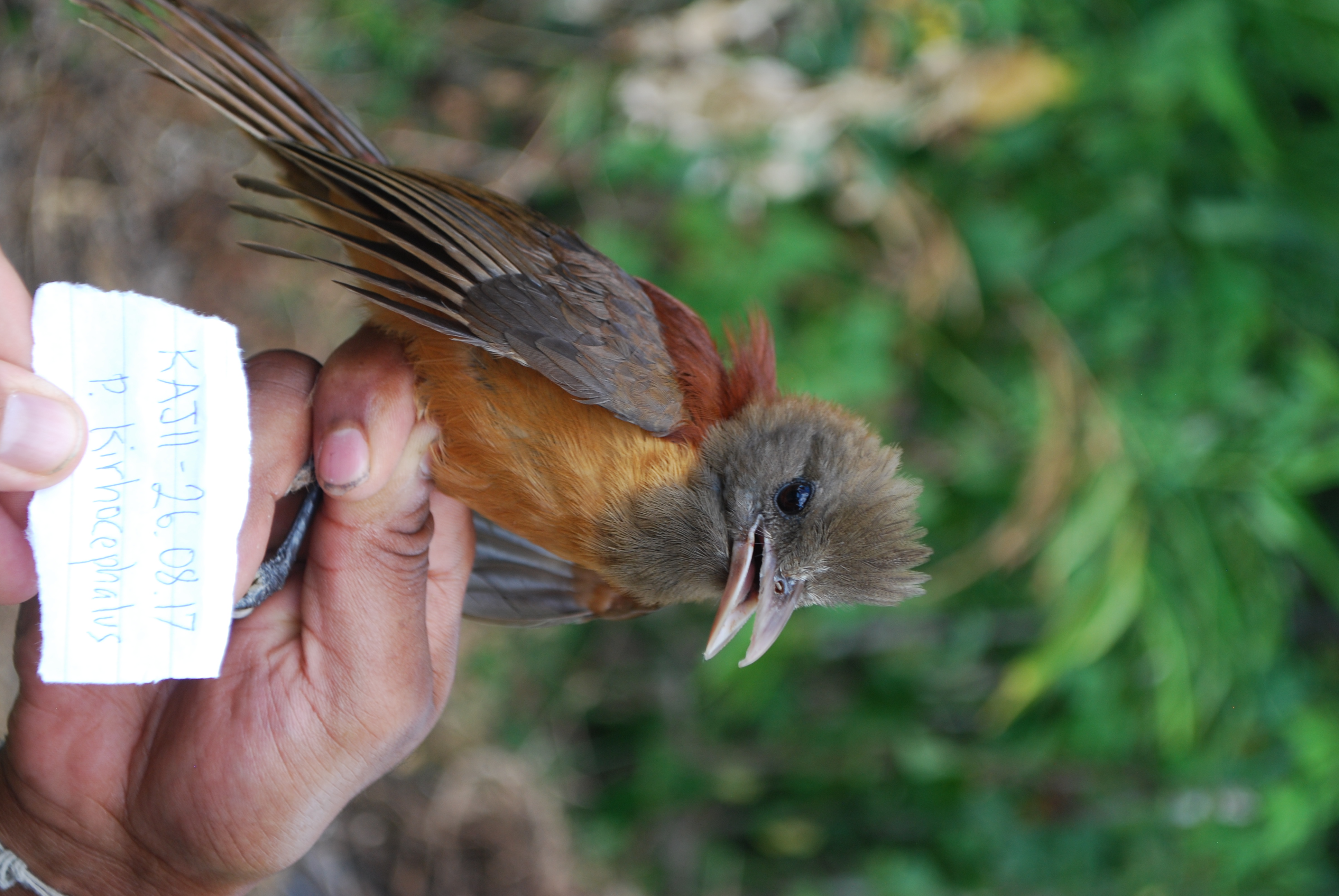 Northern Variable Pitohui (Pitohui kirhocephalus), photo 10