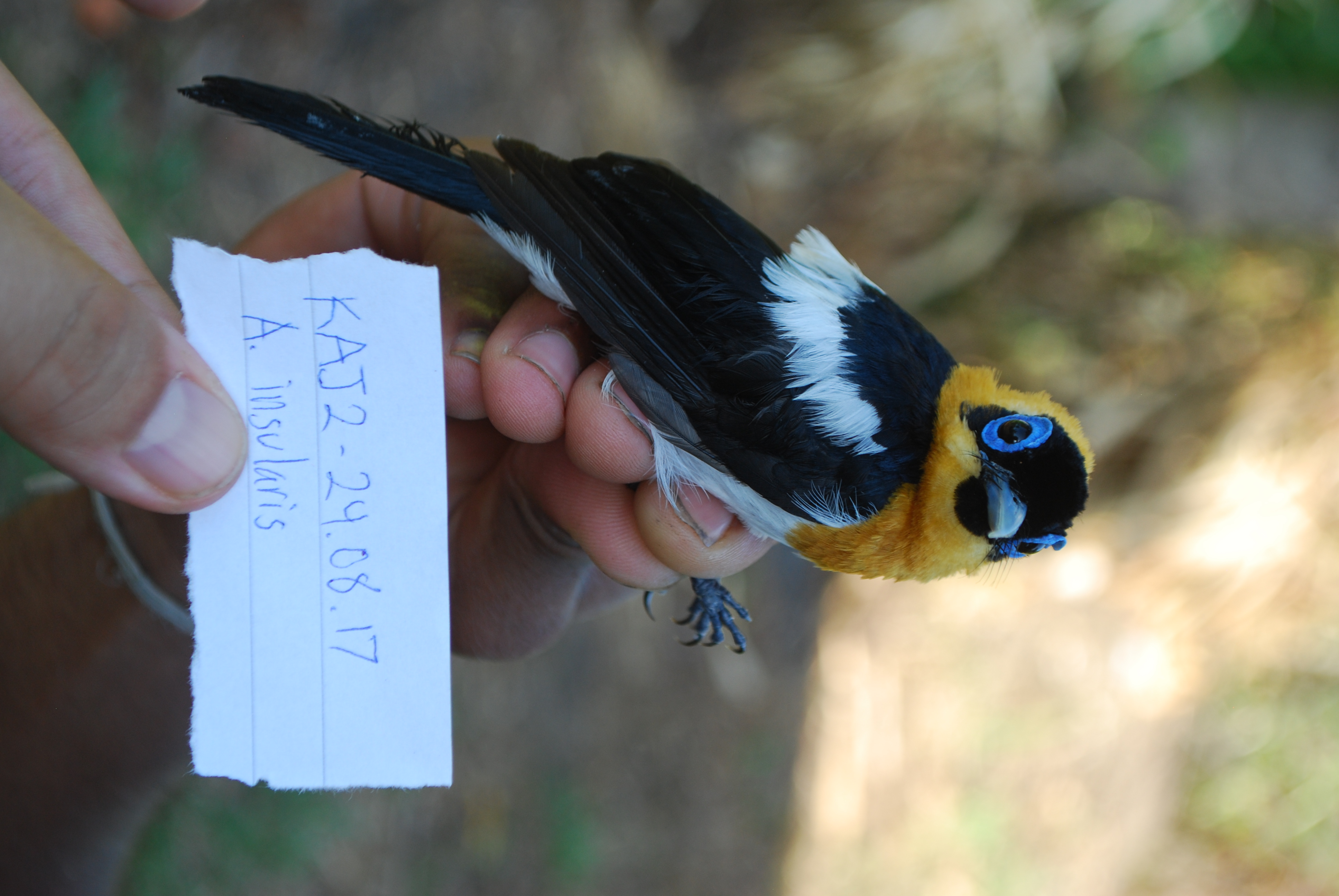 Ochre-collared Monarch (Arses insularis), photo 2